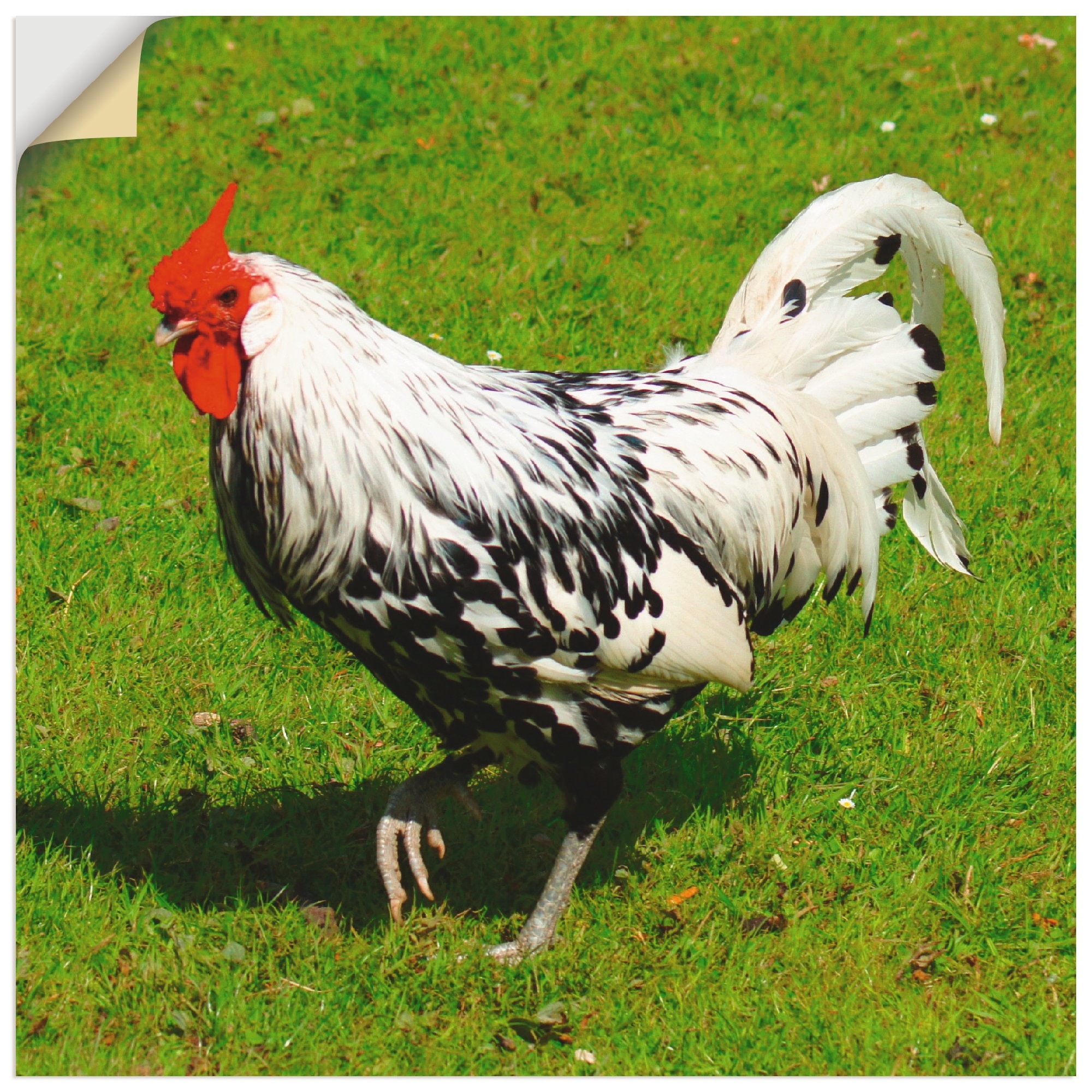 Artland Wandbild »Gepunktetes Huhn«, Größen St.), als | Poster (1 oder Vögel, Leinwandbild, in BAUR versch. Wandaufkleber bestellen
