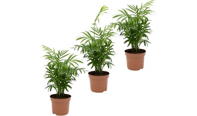 Dominik Zimmerpflanze »Palmen-Set«, (3 St.), Höhe: 30 cm, 3 Pflanzen kaufen