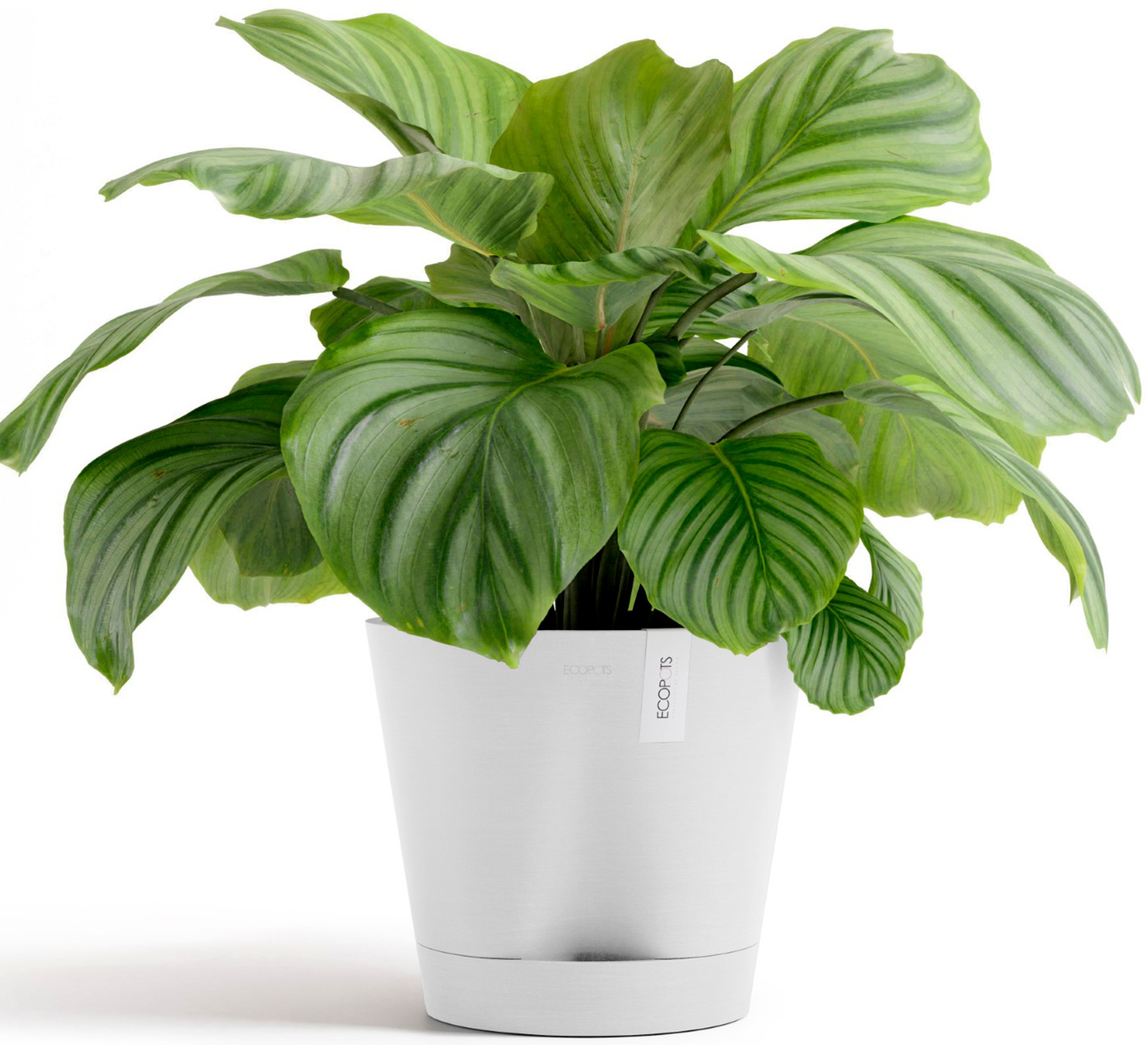 ECOPOTS Blumentopf »Venice 2 30 Weiß«, für den Innenbereich