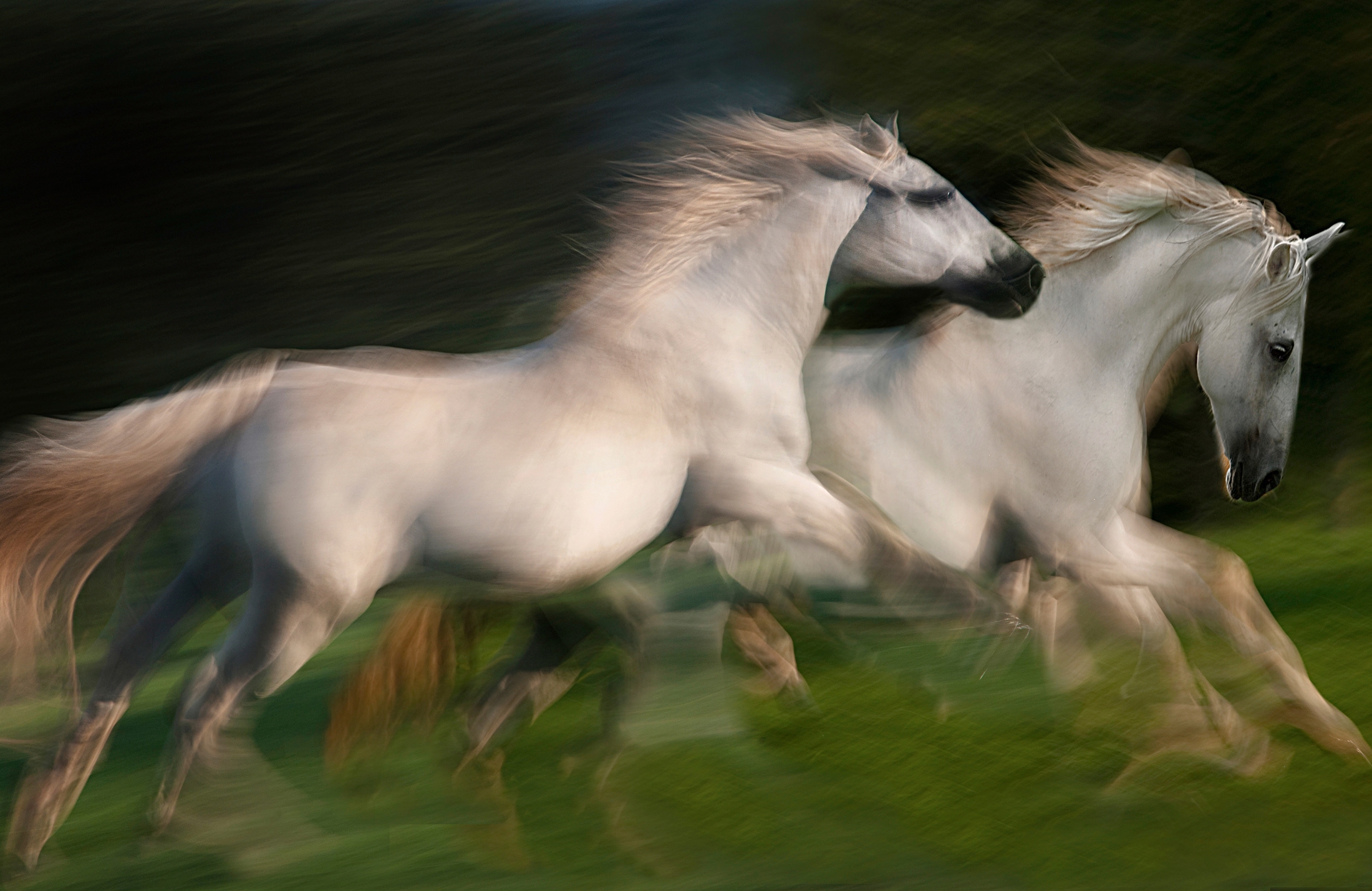 Papermoon Fototapete "Photo-Art MILAN MALOVRH, GALOPP FÜR ZWEI GALOPP"