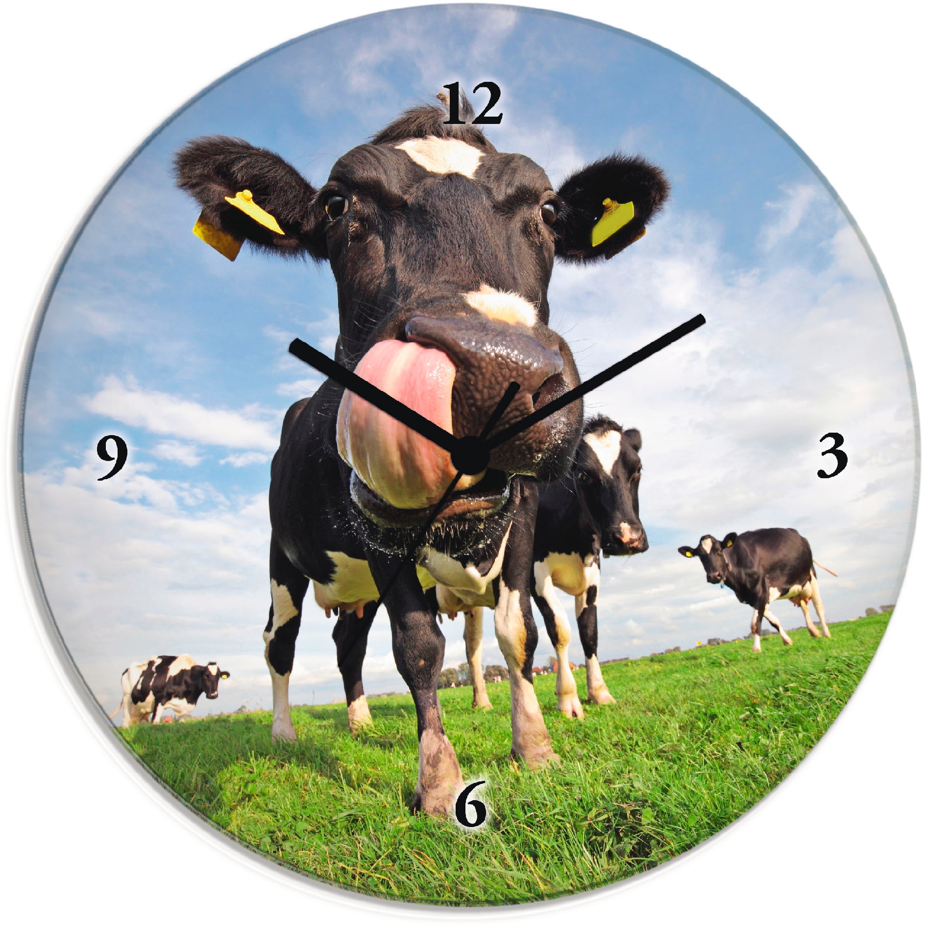 Artland Wanduhr »Holstein-Kuh ohne lautlos BAUR wahlweise oder Funkuhrwerk, mit mit Tickgeräusche Quarz- gewaltiger Zunge«, 