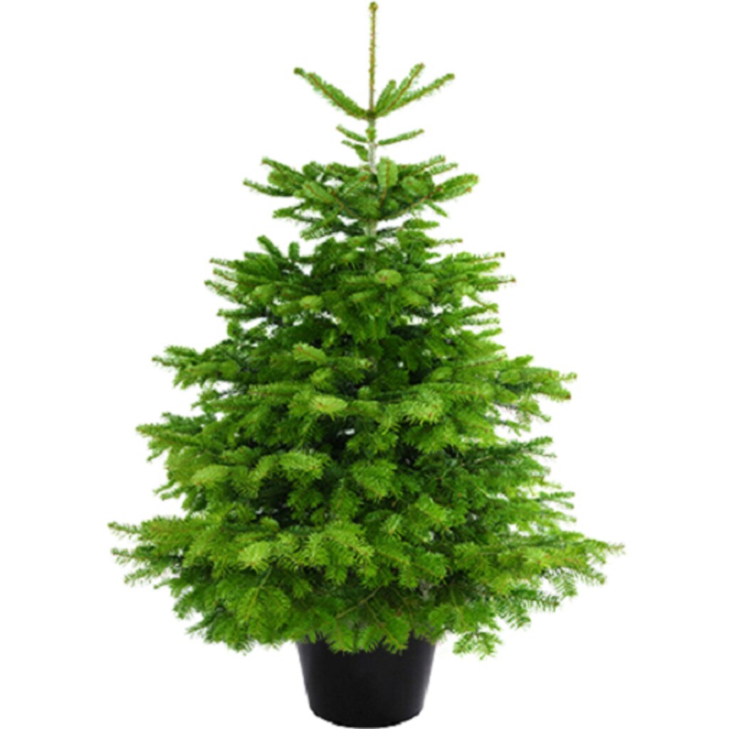 Weihnachtsbaum Guru Echter Weihnachtsbaum »Nordmanntanne im Topf, Weihnachtsdeko«, Nordmanntanne