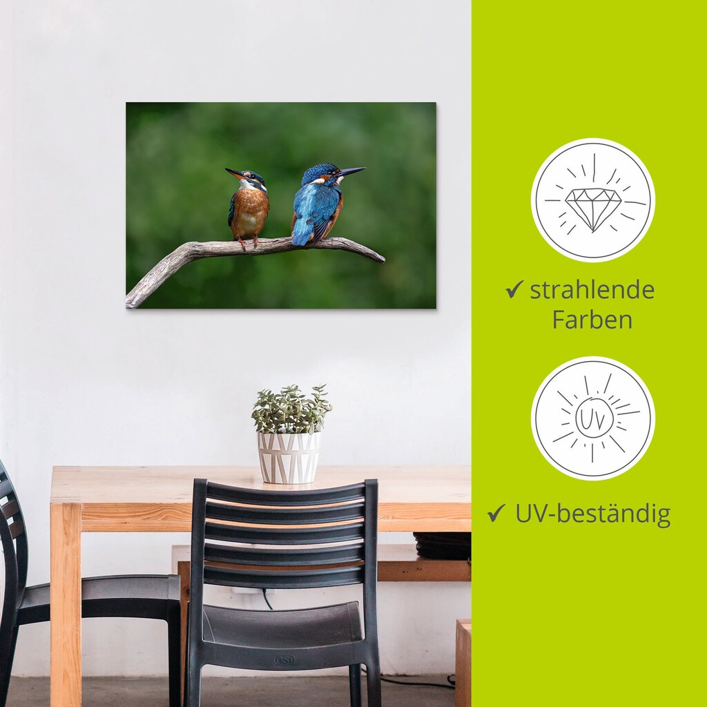 Artland Wandbild »Zwei Eisvogel«, Vogelbilder, (1 St.)