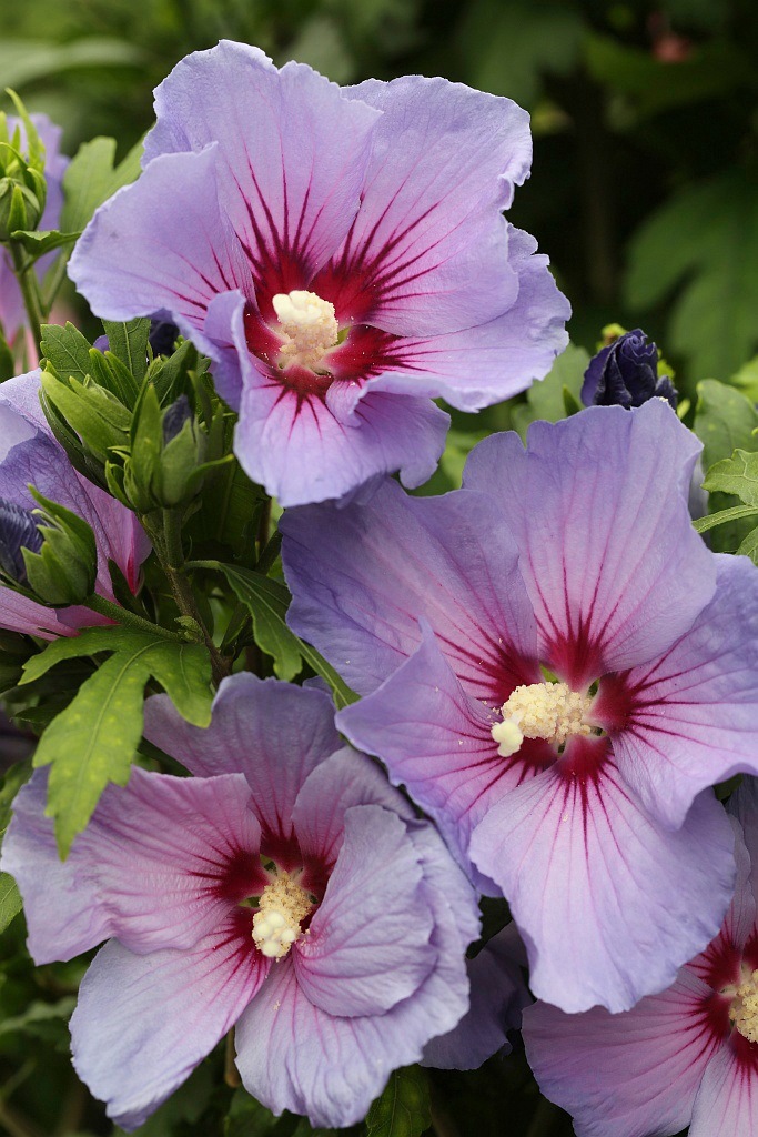 BCM Gehölze »Hibiscus 'Blue Bird' Halbstamm«, (1 St.), Höhe: 80 cm Stammhöhe, 1 Pflanze kaufen