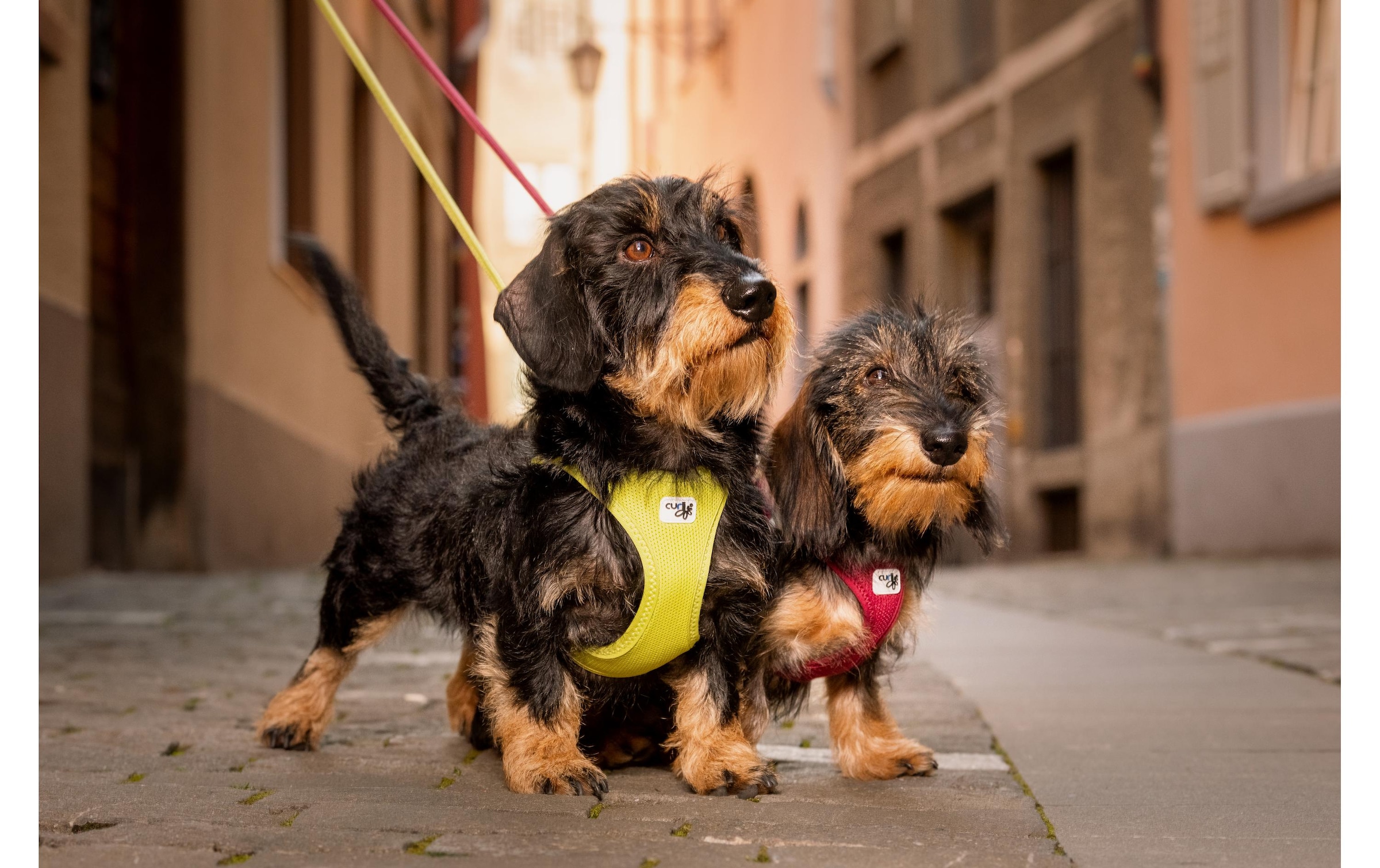 Curli Hunde-Geschirr »Vest Air-Mesh L« Polyester Hunderasse: Jack Russell