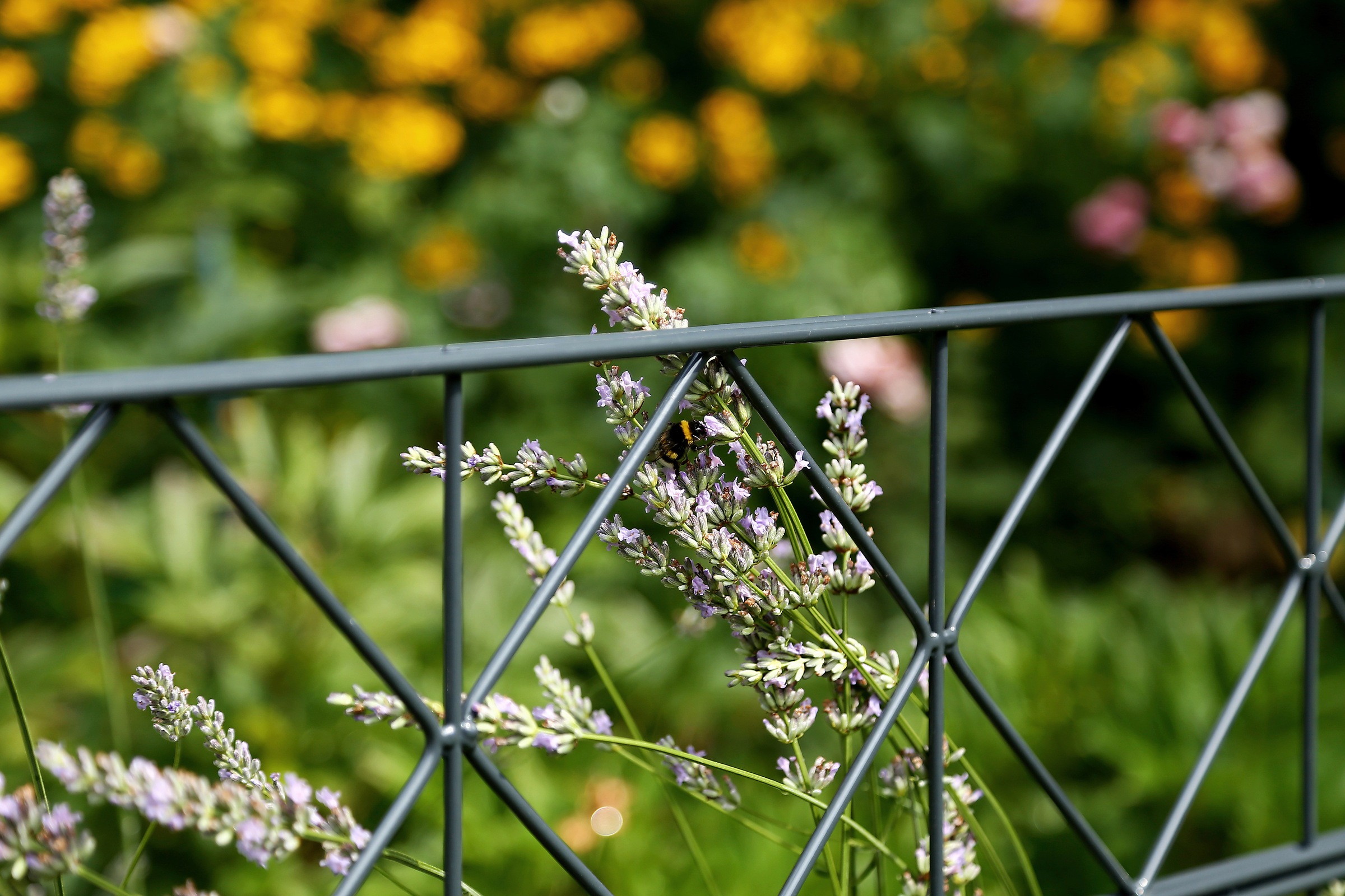 Alberts Doppelstabmattenzaun "Bergen" anthrazit, Höhe: 100-160cm, Gesamtlän günstig online kaufen