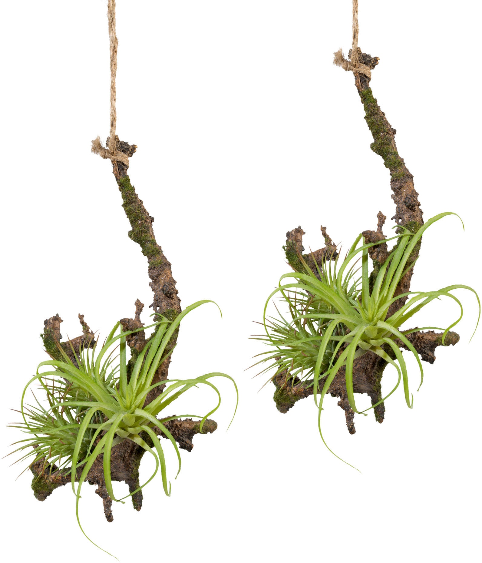 Creativ green Kunstpflanze »Hängeast mit Tillandsie«, 2er Set kaufen | BAUR