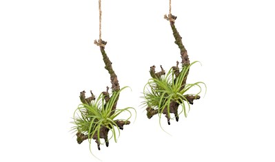 Creativ green Kunstpflanze »Hängeast mit Tillandsie«, (2 St.), 2er Set kaufen