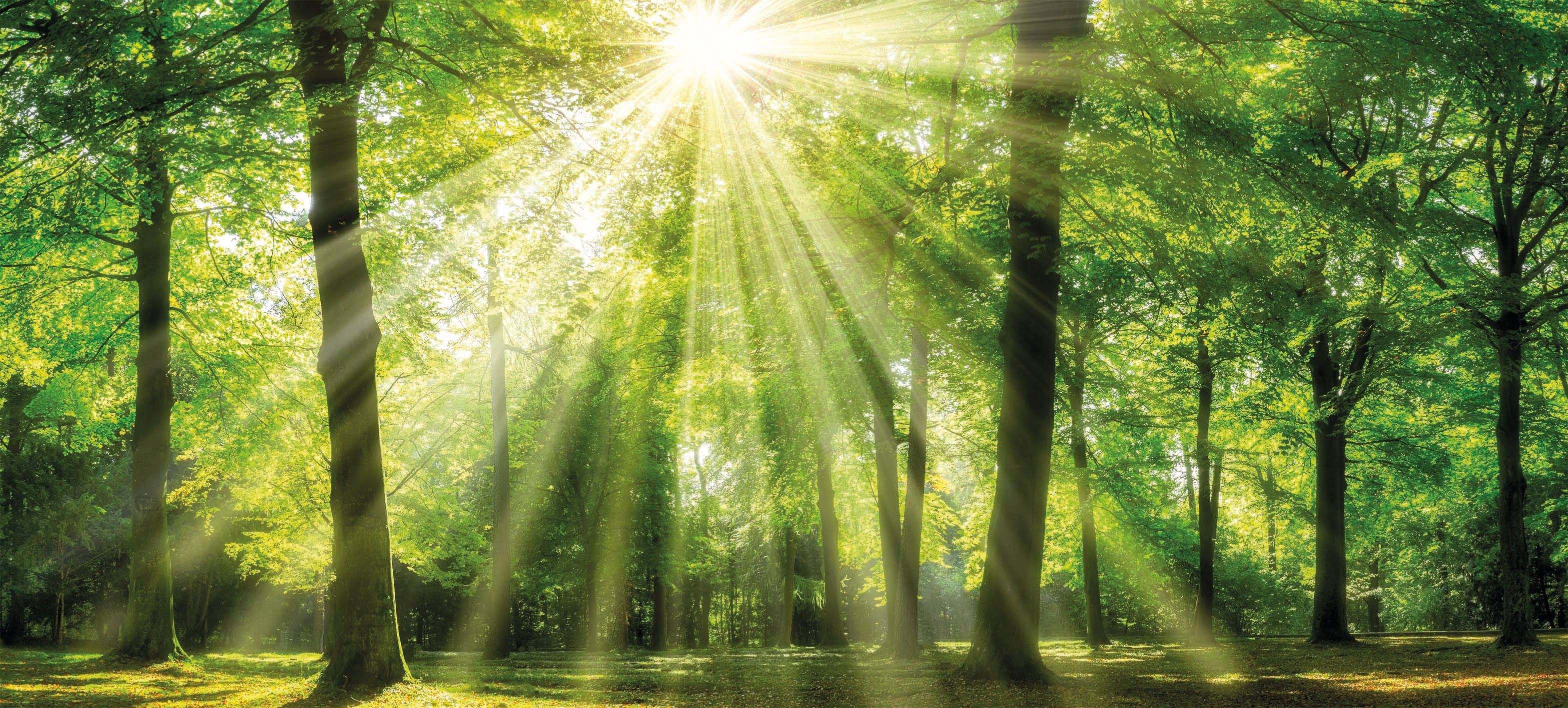 Bönninghoff 1100000002199 "Wandbild WALD – Leinwandbild Keilrahmen" Bäume Natur Wald 1 Stk. tlg. auf Keilrahmen gespannt