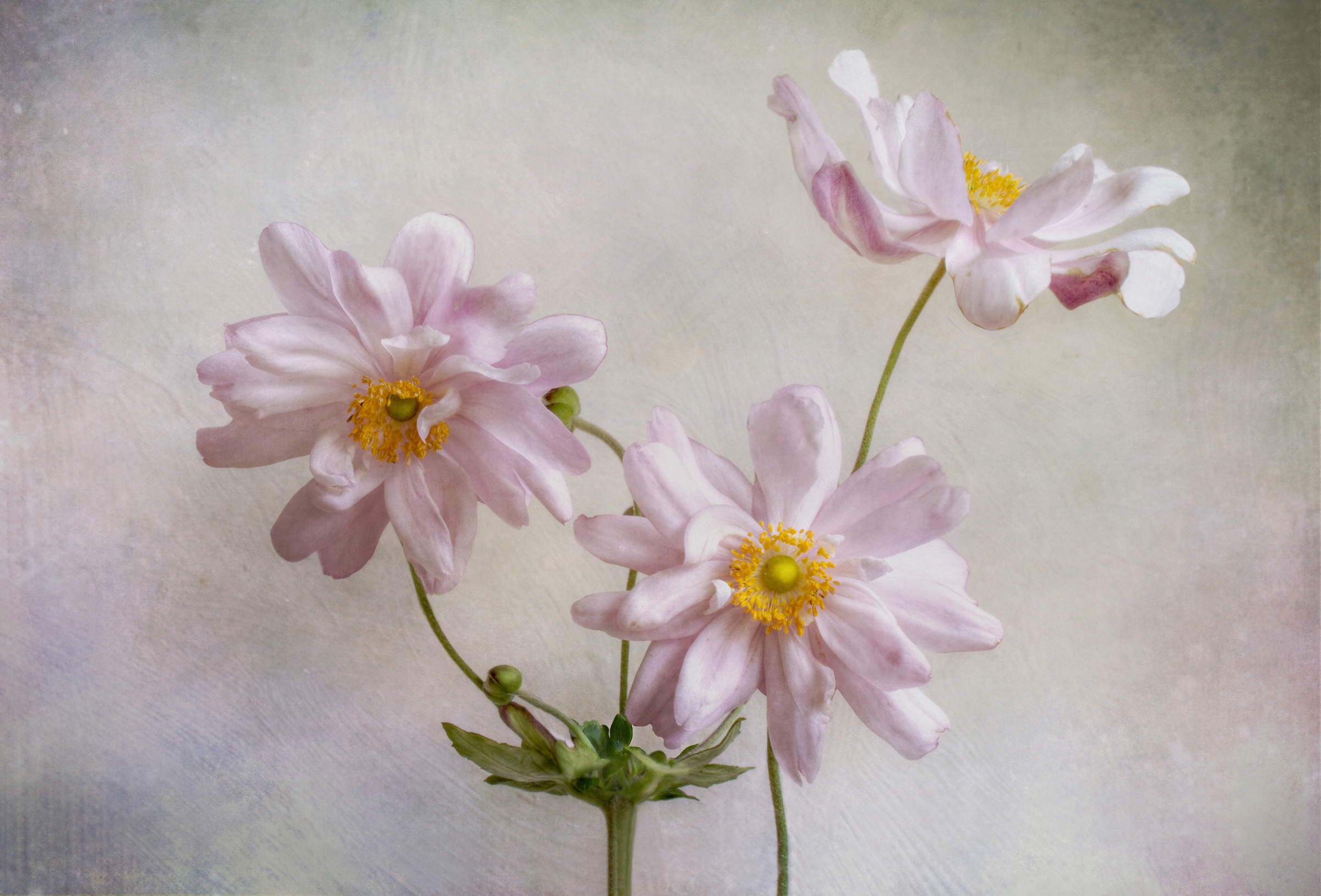 Papermoon Fototapete "Photo-Art MANDY DISHER, ANEMONEN"