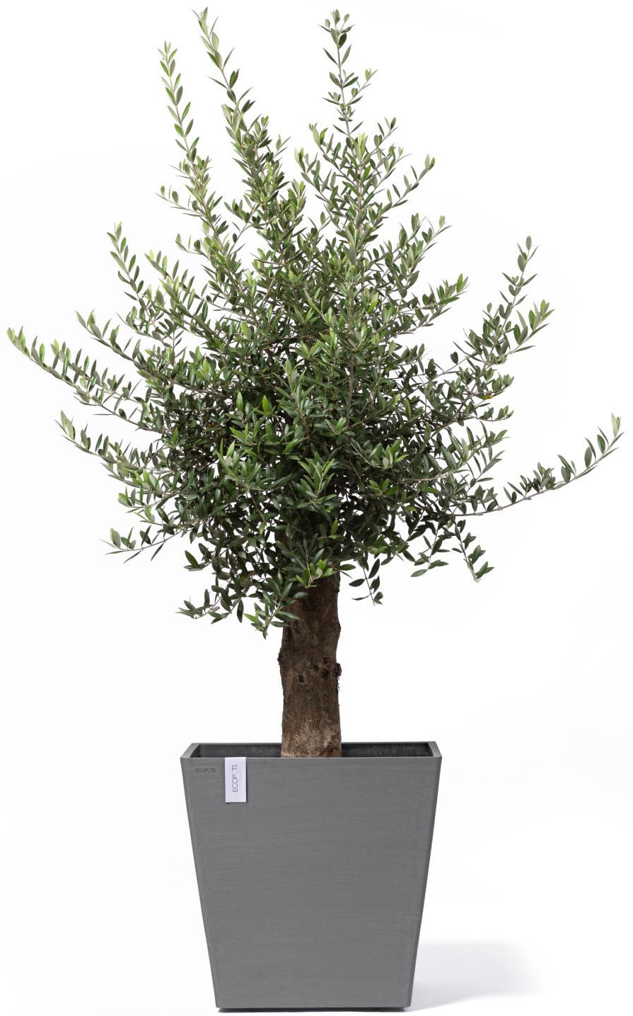 ECOPOTS Blumentopf »Rotterdam mit Rollen 50 Grau« für innen und außen: frostsicher, bruchsicher und lichtbeständig