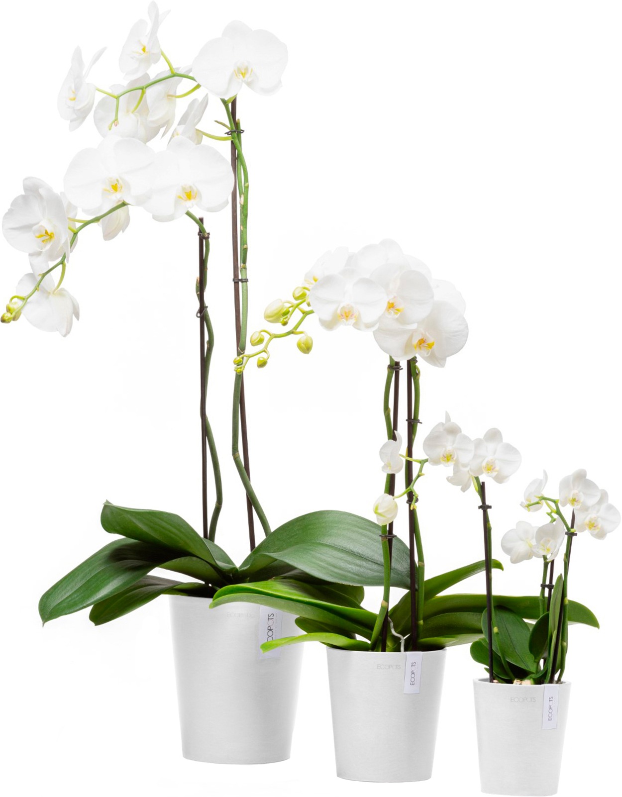 ECOPOTS Blumentopf »Morinda Orchidee 17 Weiß«, für den Innenbereich
