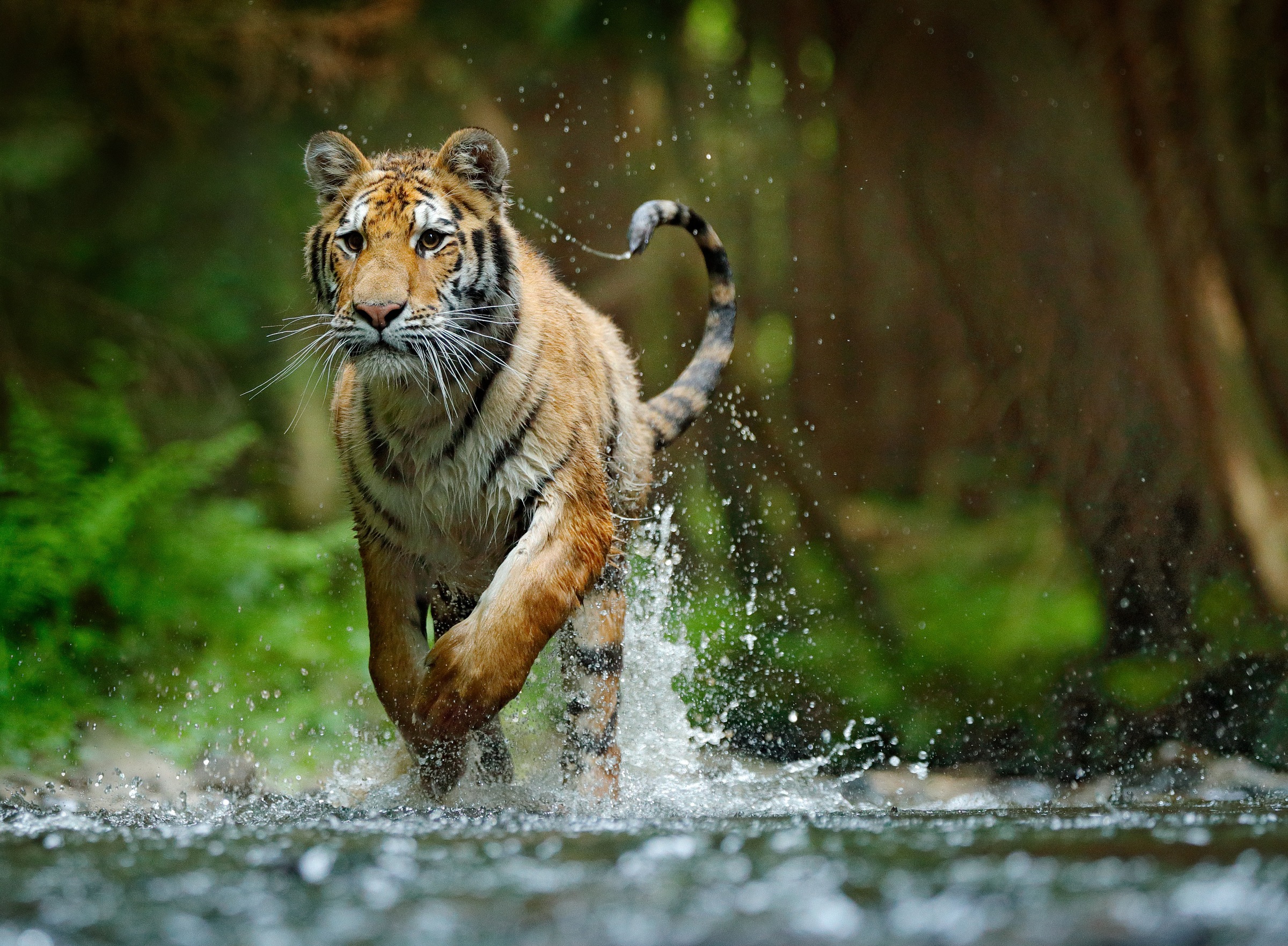 Papermoon Fototapetas »Siberian Amur Tiger«