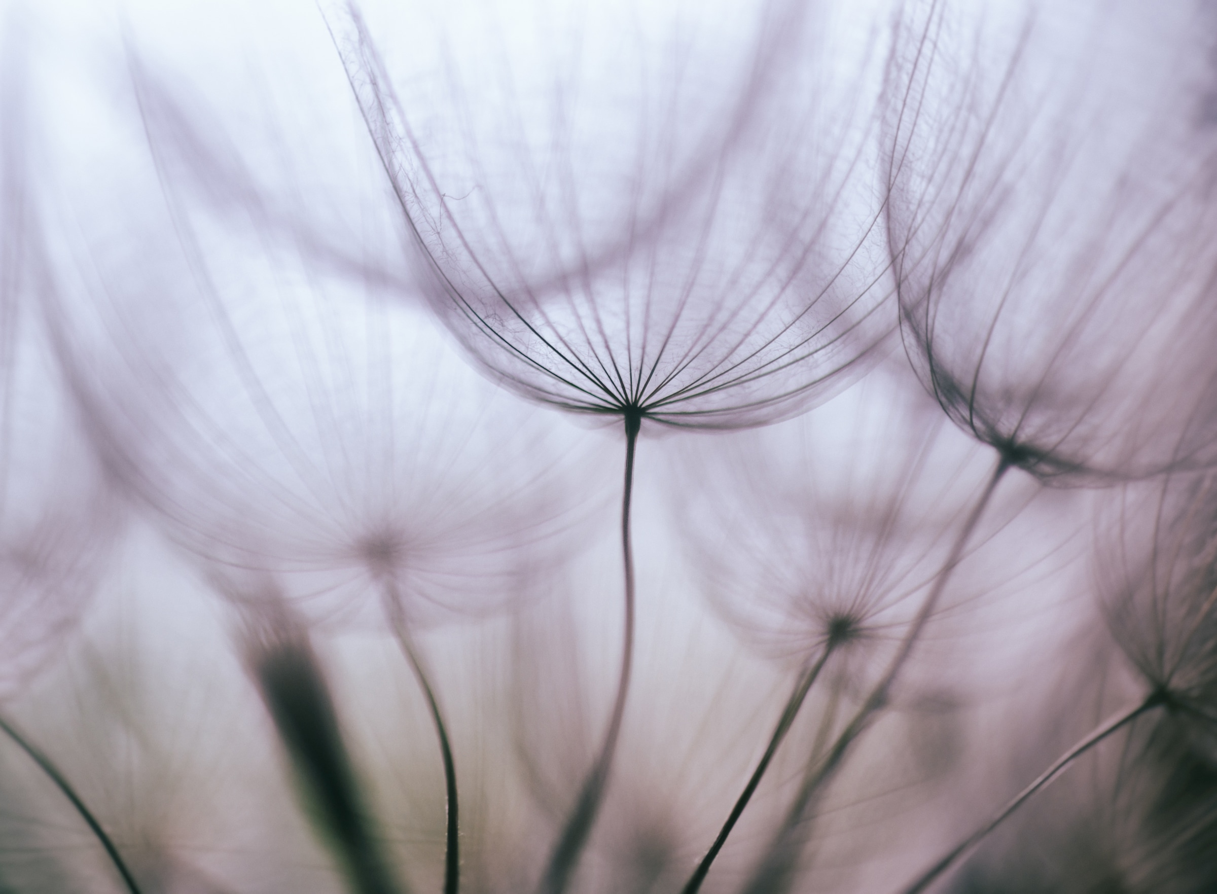 Papermoon Fototapete »Purple Abstract Dandelion« glatt
