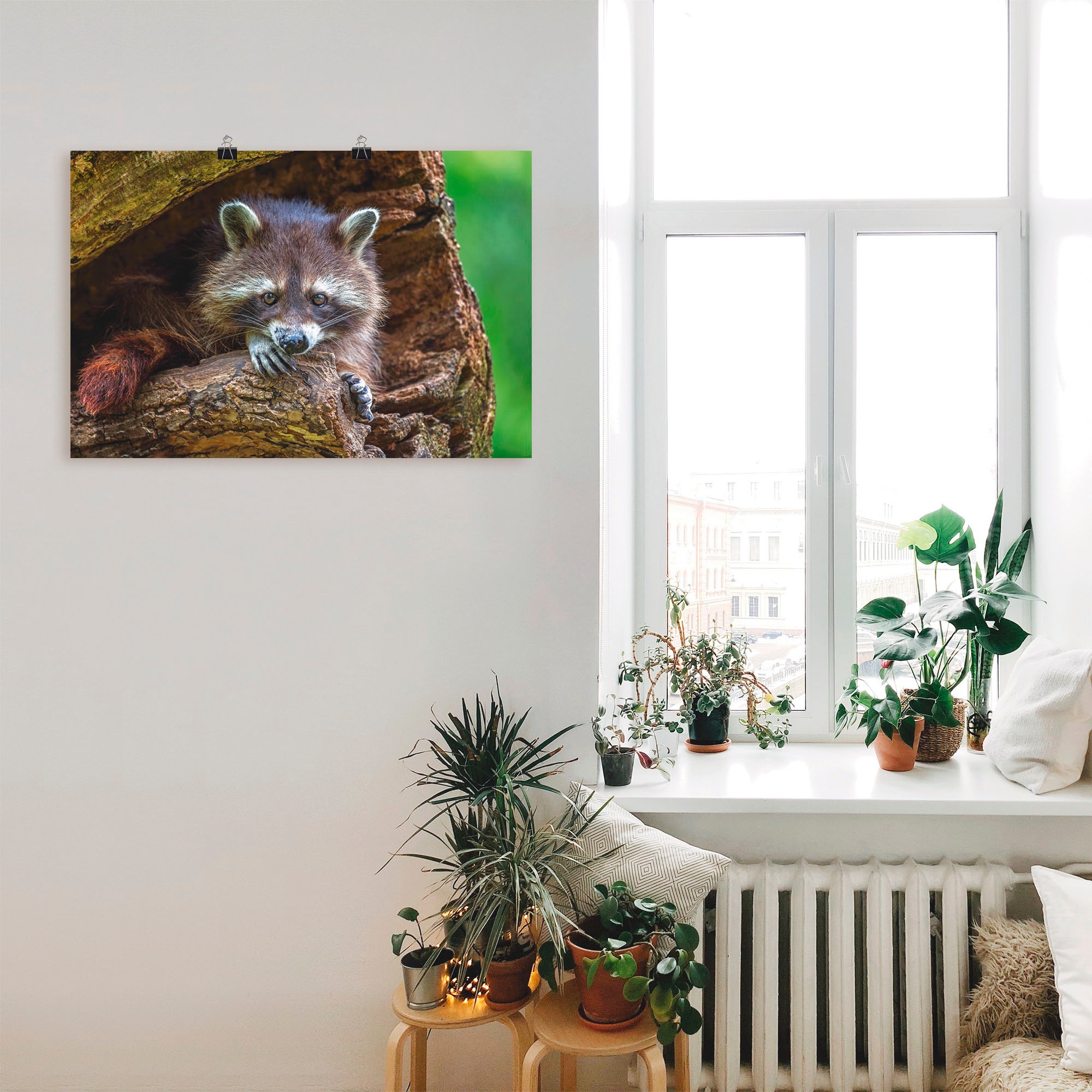 Artland Leinwandbild »Waschbär«, Wildtiere, (1 St.), auf Keilrahmen gespannt