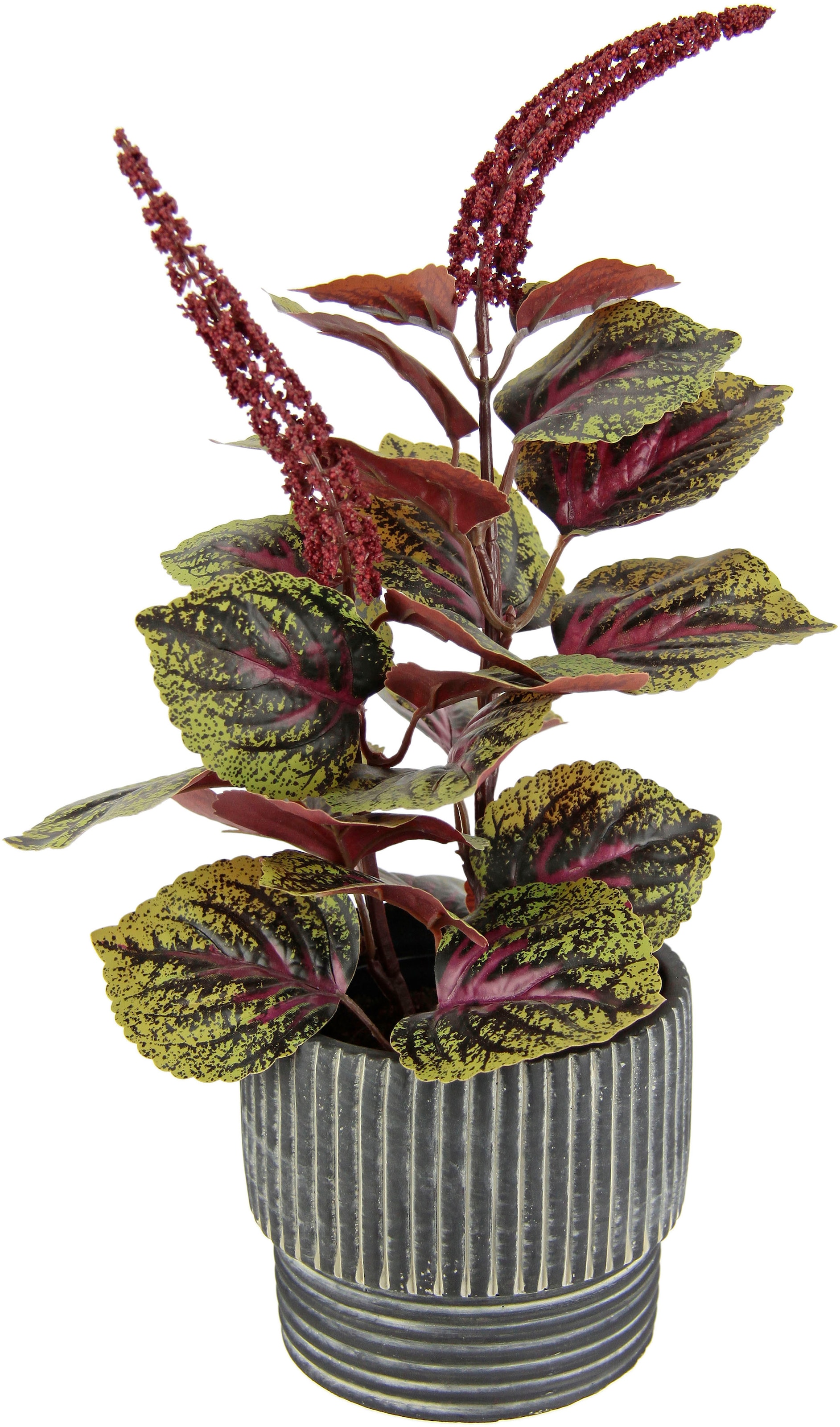 Kunstpflanze | bestellen Mit »Zwergpfeffer«, Herbstdeko Übertopf I.GE.A. Kunstpflanze Peperomie BAUR Kunstpflanze