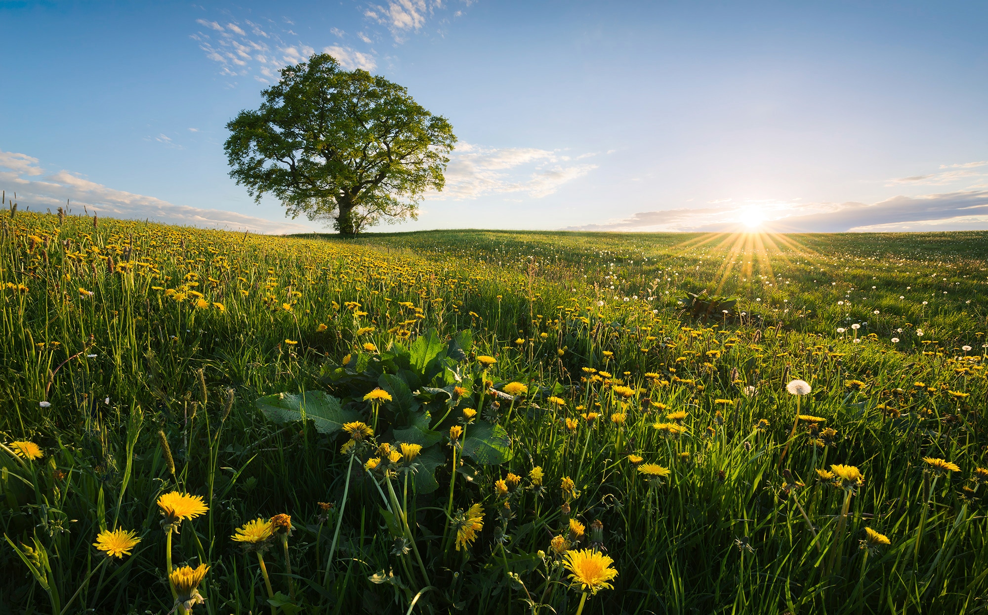 Komar Vliestapete "Digitaldruck Vlies - Frühling auf dem Land - Größe 450 x 280 cm" bedruckt glatt Wohnzimmer, Schlafzimmer