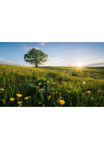 Komar Vliestapete »Frühling ant dem Land« 45...