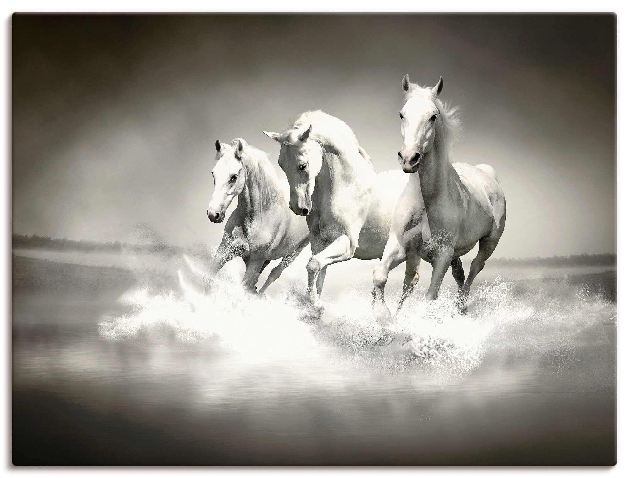 Artland Wandbild »Herde von weißen Pferden«, Haustiere, (1 St.), als Alubild,  Leinwandbild, Wandaufkleber oder Poster in versch. Größen bestellen | BAUR