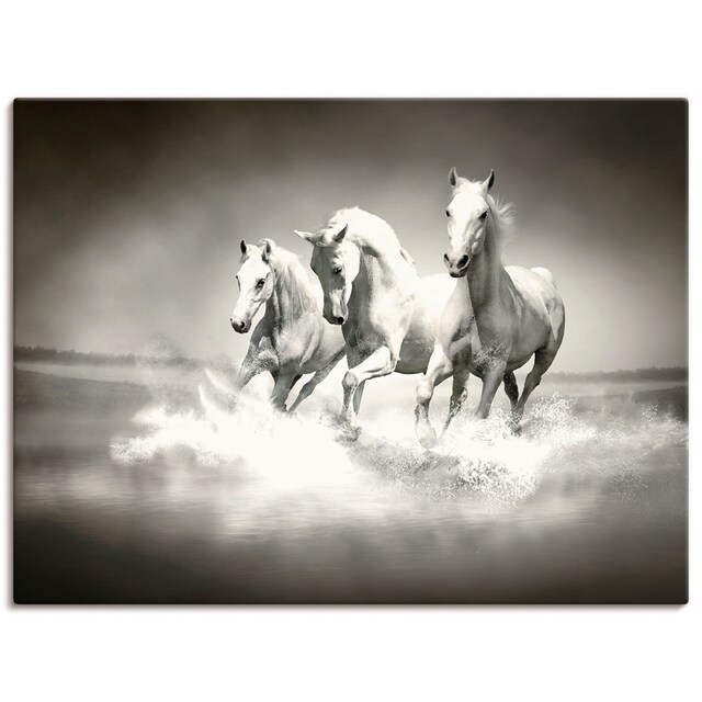 Artland Wandbild »Herde von weißen Pferden«, Haustiere, (1 St.), als Alubild,  Leinwandbild, Wandaufkleber oder Poster in versch. Größen bestellen | BAUR