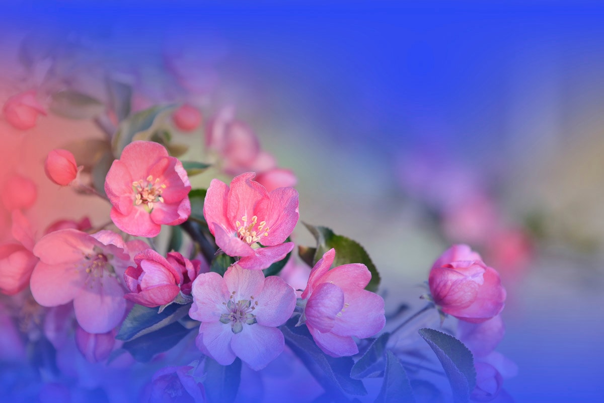 Papermoon Fototapete "Zen Wassertropfen mit Blume Makro" günstig online kaufen
