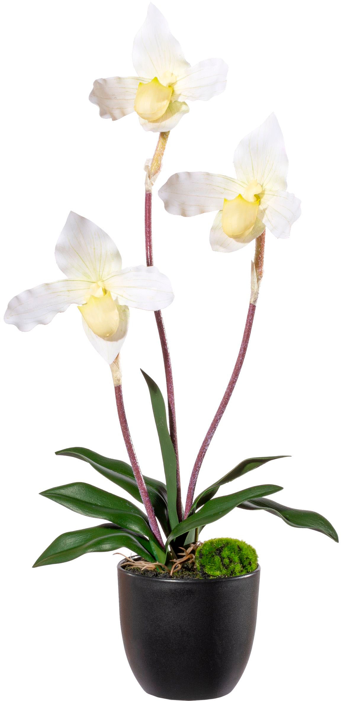 Creativ green Kunstorchidee »Orchidee Frauenschuh«, mit Real-Touch-Blüten