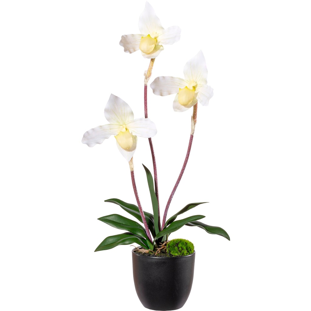 Creativ green Kunstorchidee »Orchidee Frauenschuh«