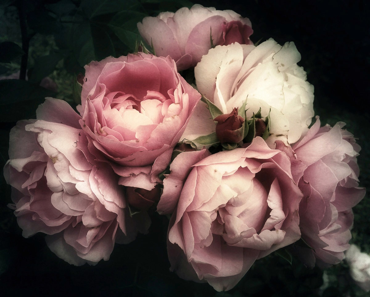 Papermoon Fototapete "Blumen" günstig online kaufen