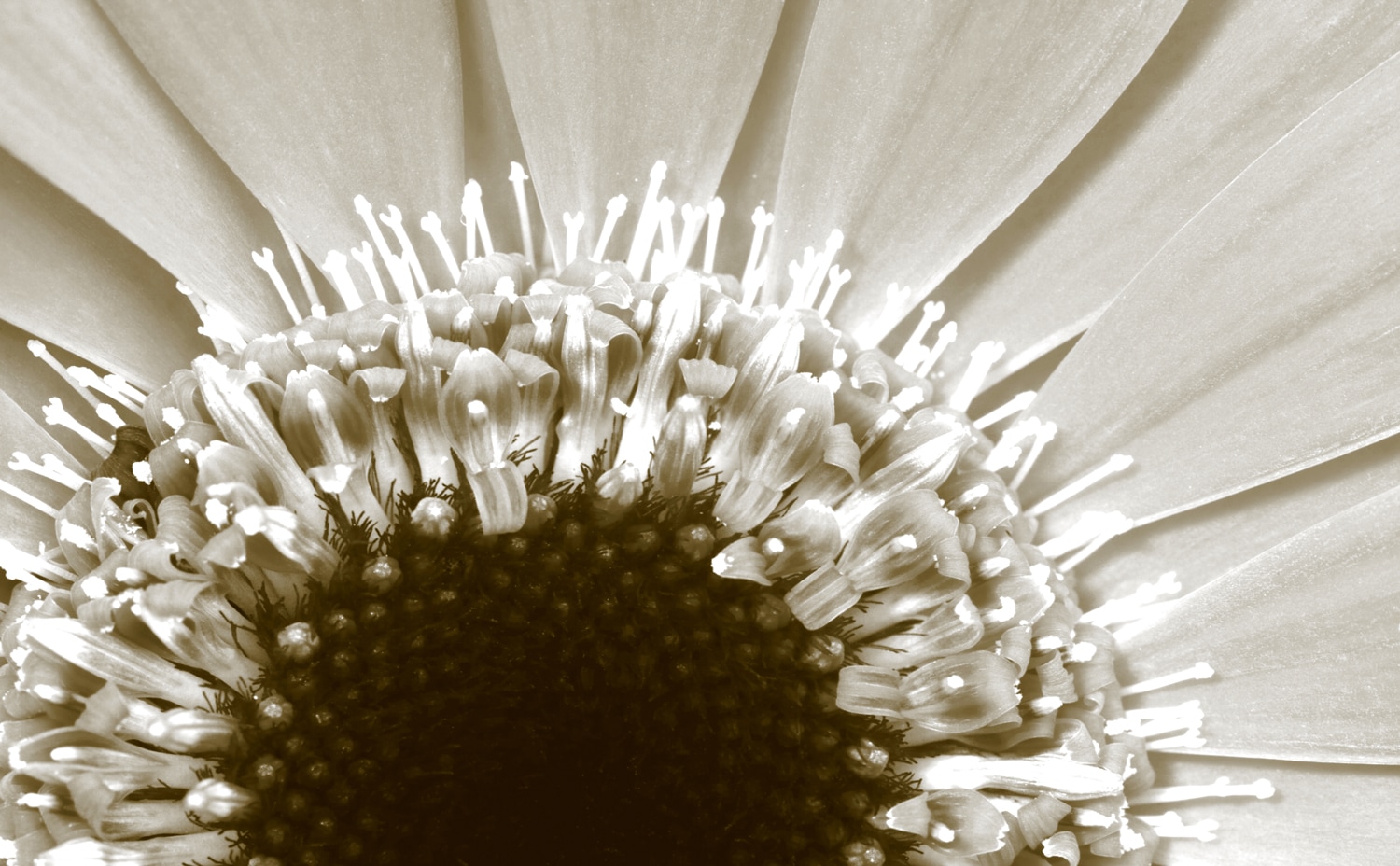 queence Wandsticker »Sonnenblume«, (1 St.), Selbstklebend, kinderleichte Anbringung