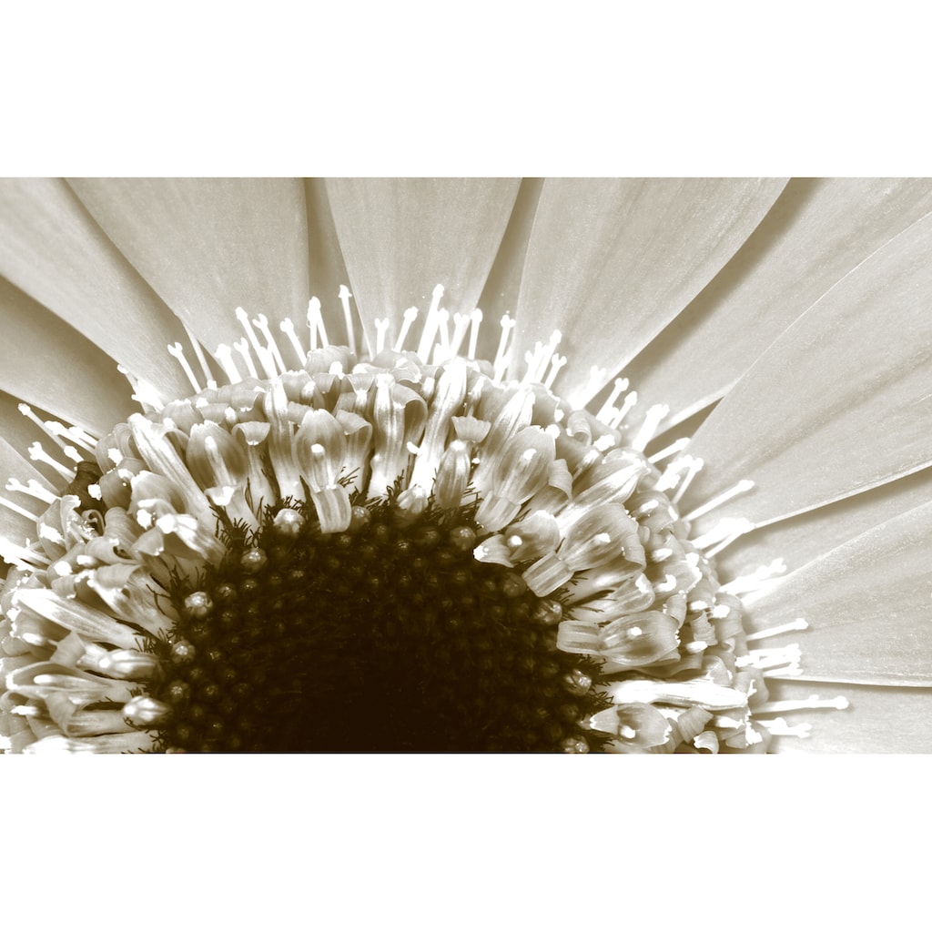 queence Wandsticker »Sonnenblume«, (1 St.)