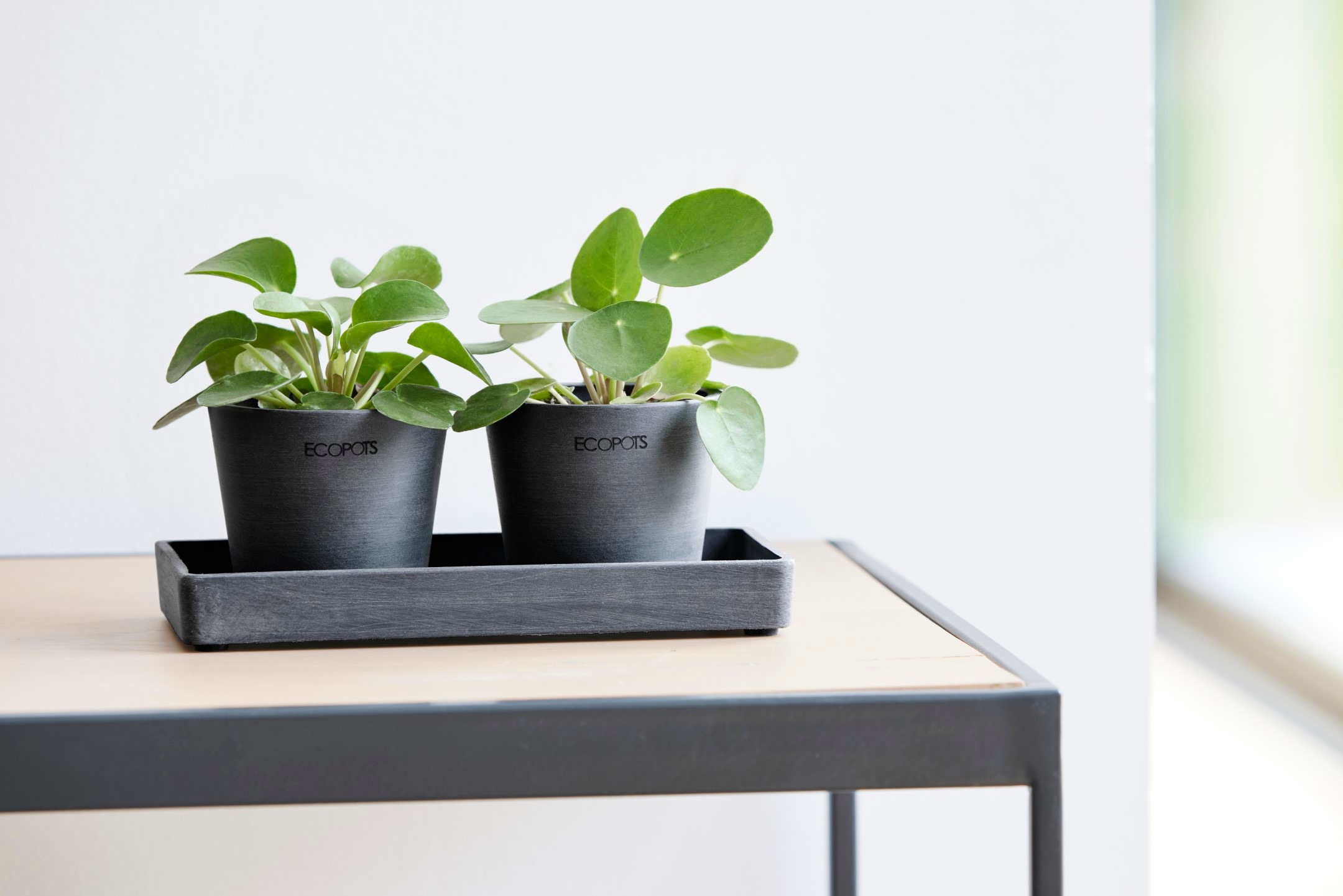 ECOPOTS Blumentopfuntersetzer »DISPLAY PLATTER«, für Ecopots Amsterdam, BxTxH: 10x10x2,5 cm