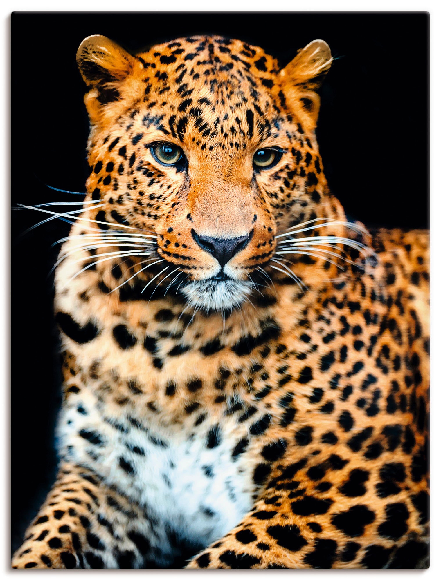 Artland Wandbild "Wütender wilder Leopard", Wildtiere, (1 St.), als Alubild, Outdoorbild, Leinwandbild, Poster, Wandaufk