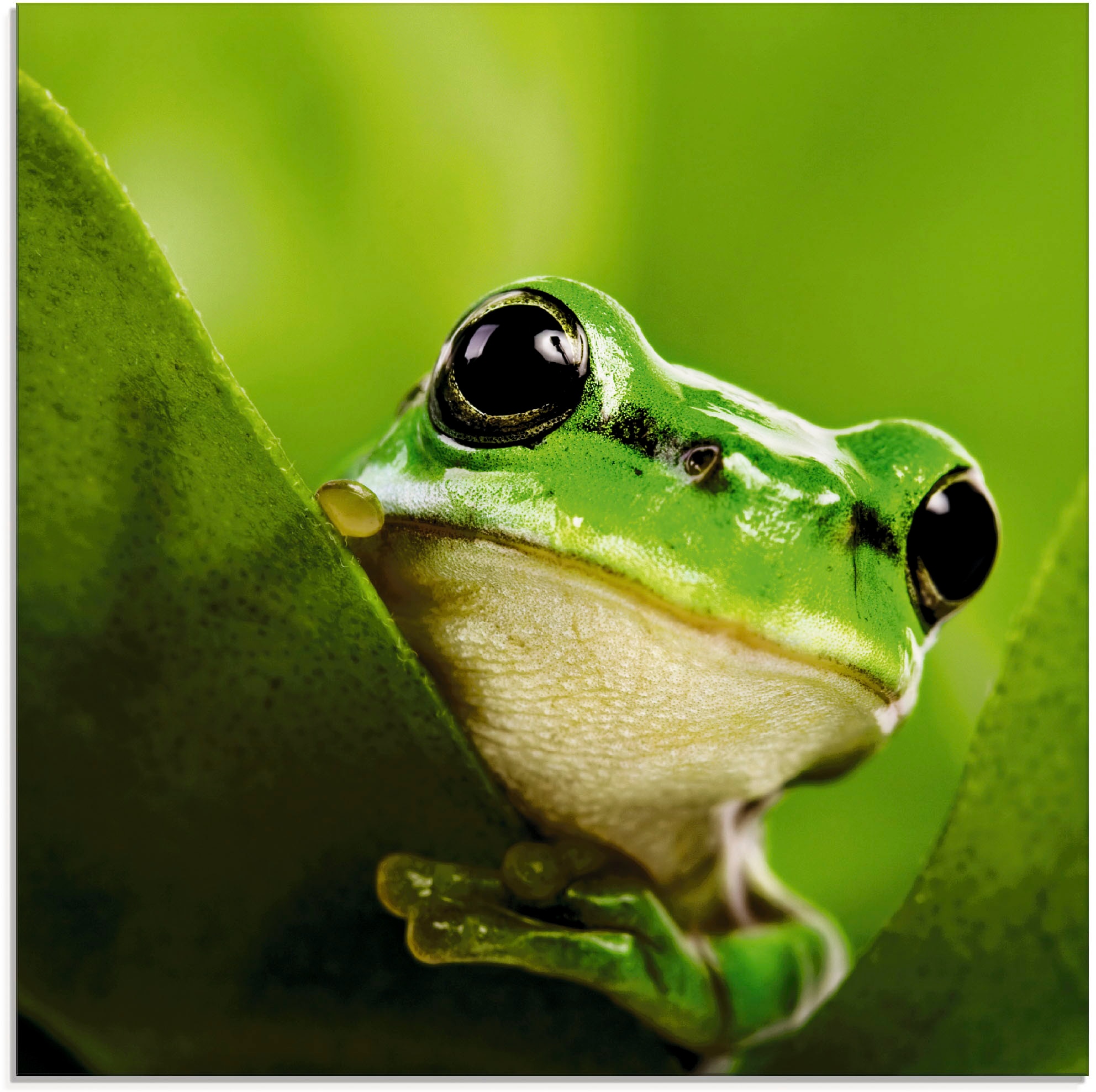 Artland Glasbild »Ausspähender Frosch«, Wassertiere, (1 St.), in  verschiedenen Größen bestellen | BAUR