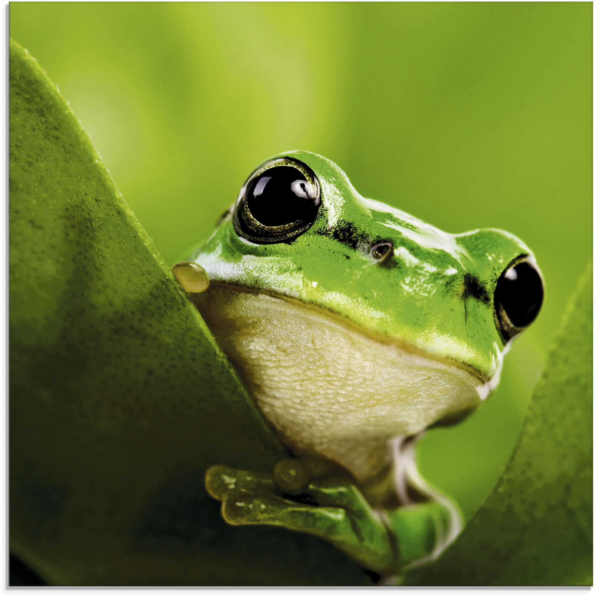 Artland Glasbild "Ausspähender Frosch" Wassertiere 1 Stk. tlg. in verschiedenen Größen