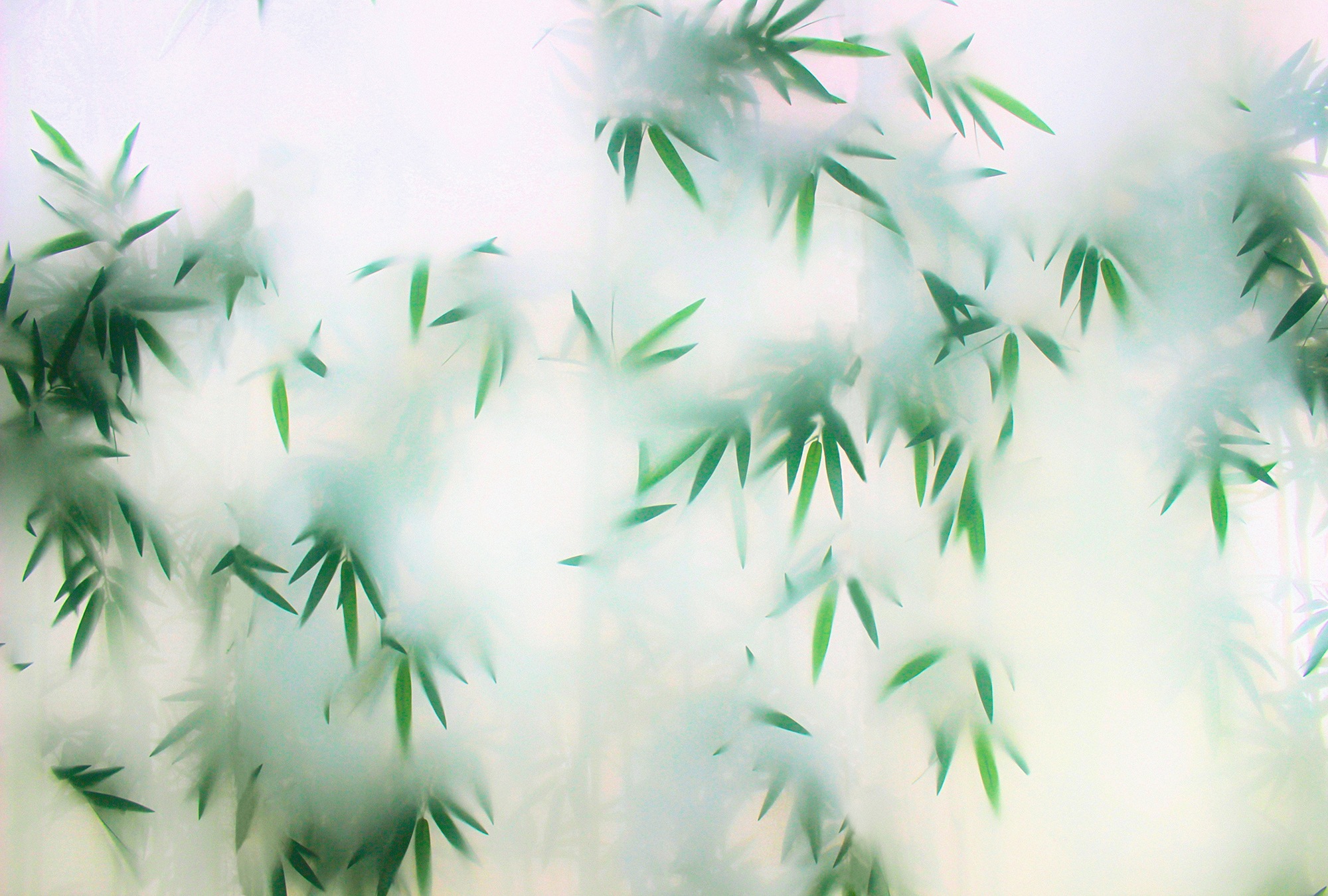 living walls Fototapete "Walls by Patel Panda`s Paradise" glatt Vlies, Wand