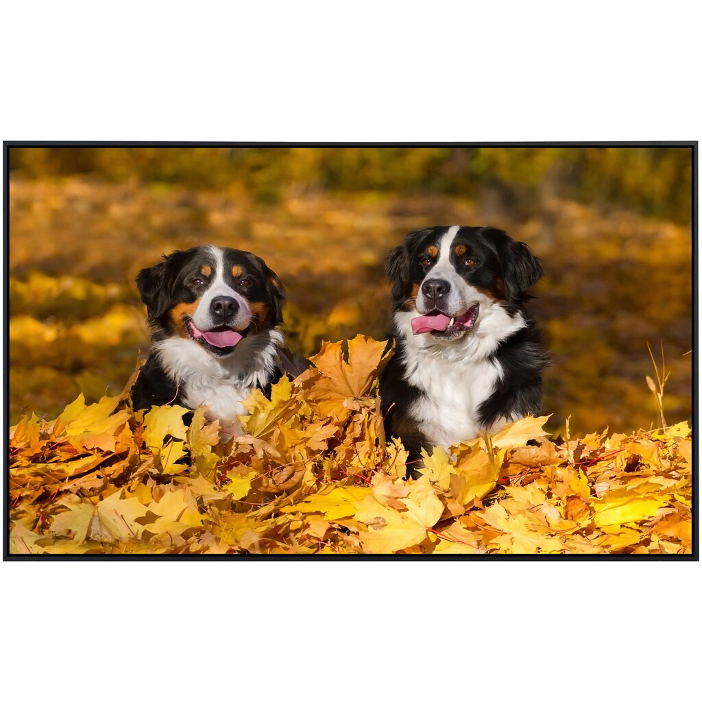 Papermoon Infrarotheizung »Hunde in Blätterhaufen«