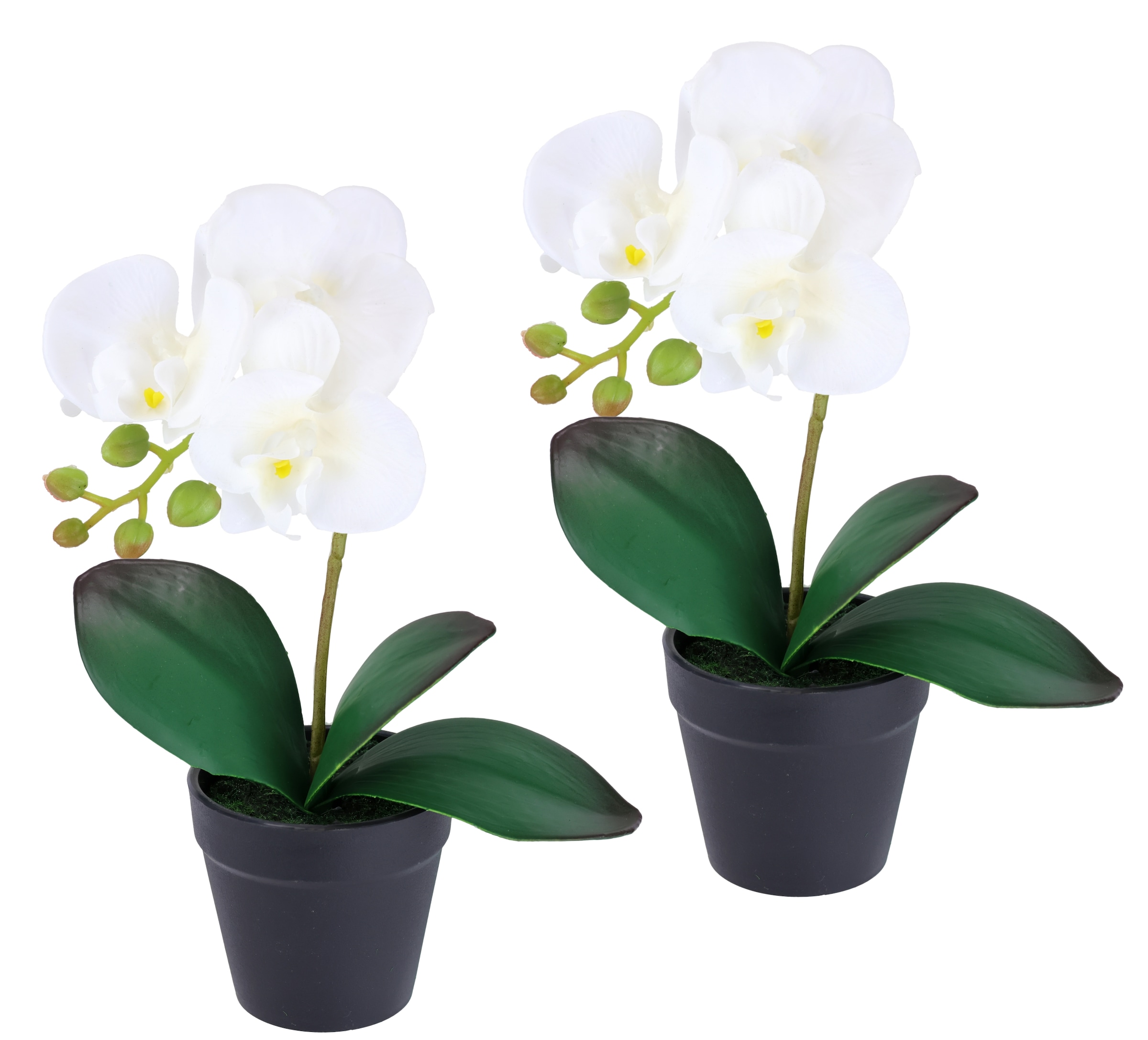 I.GE.A. Kunstorchidee "Orchidee im Topf 2er Set" Künstliche Phalaenopsis 30 günstig online kaufen