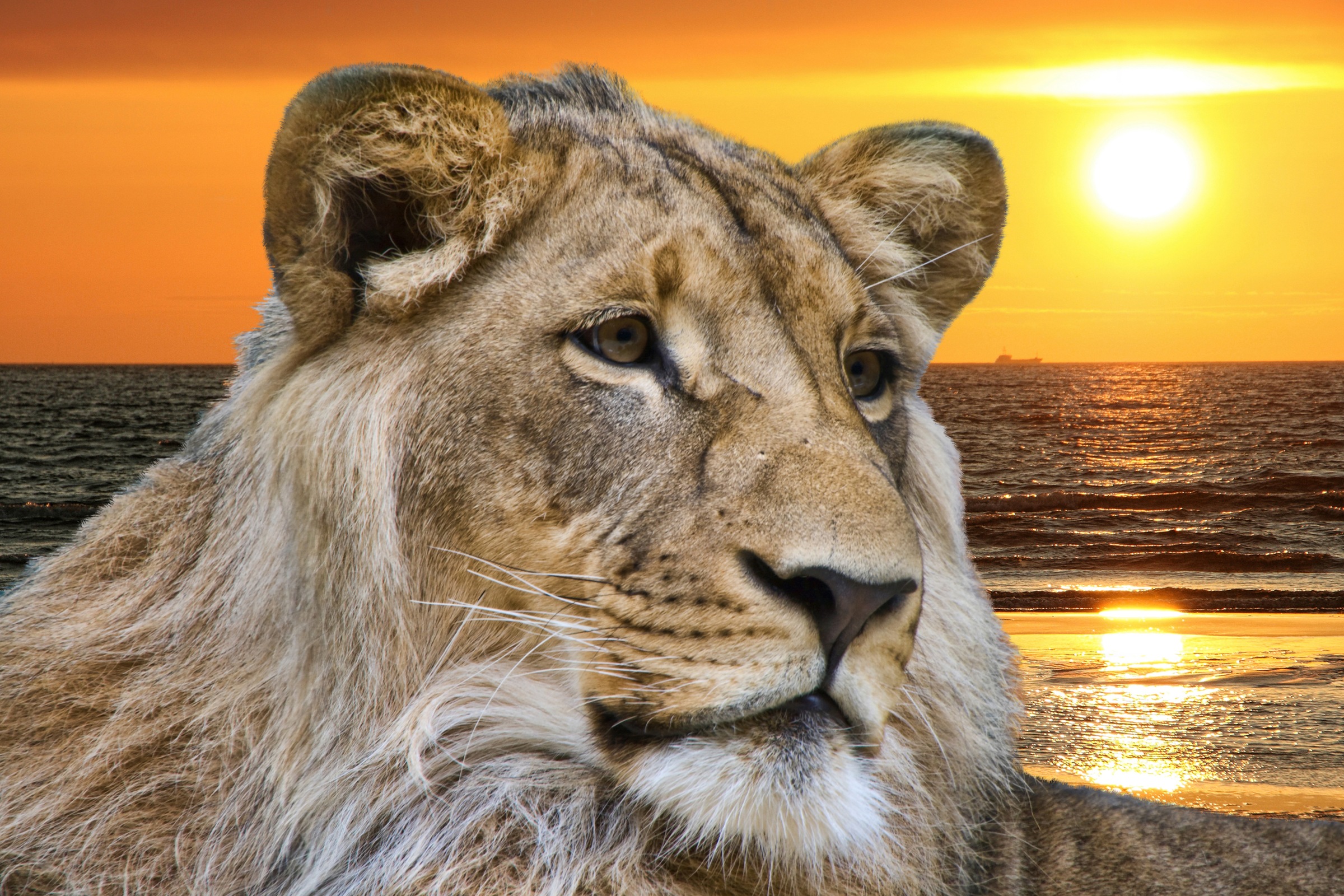 Papermoon Fototapetas »Lion in Sunset«