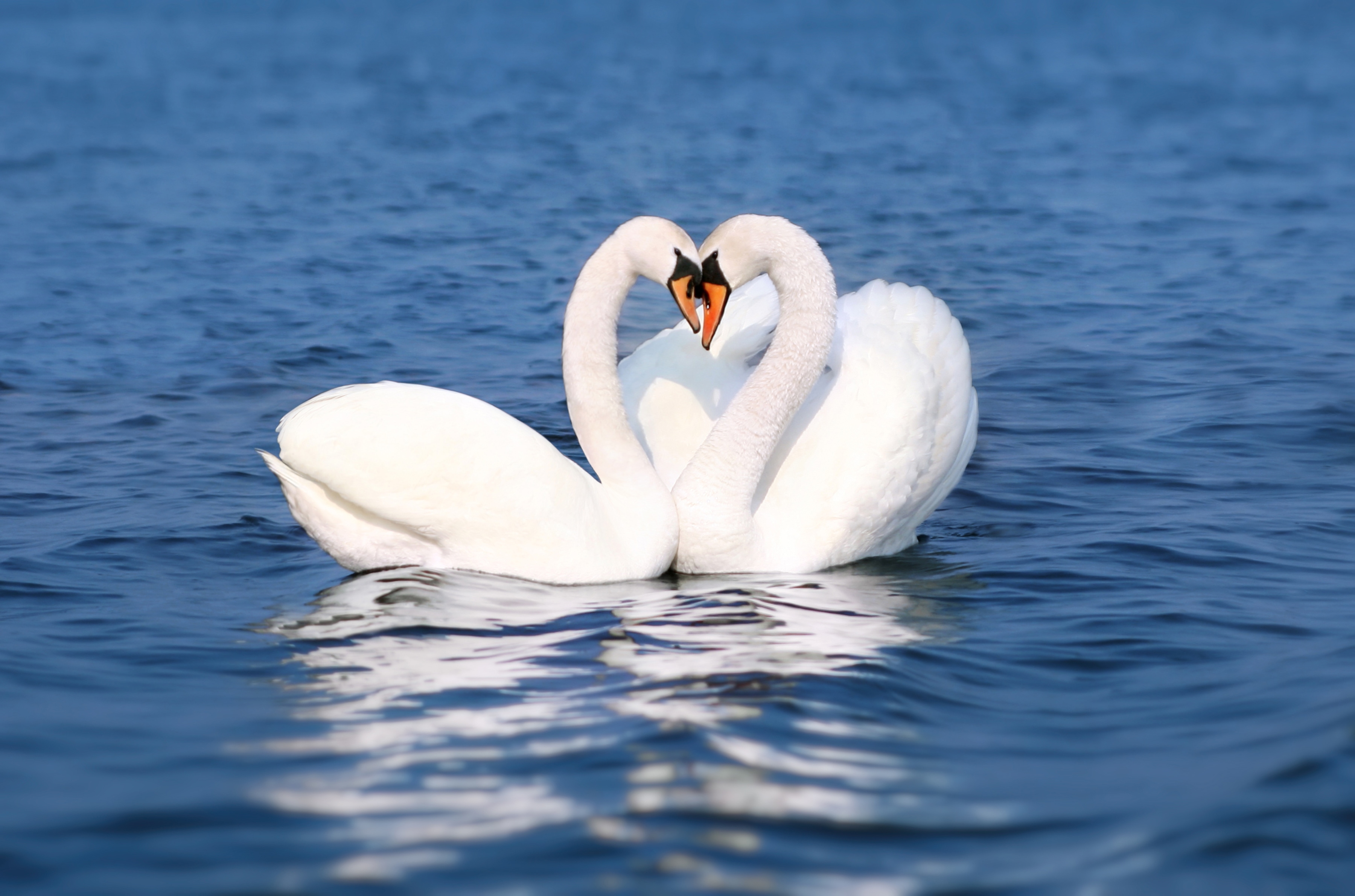 Papermoon Fototapete "Swan Love Couple" glatt