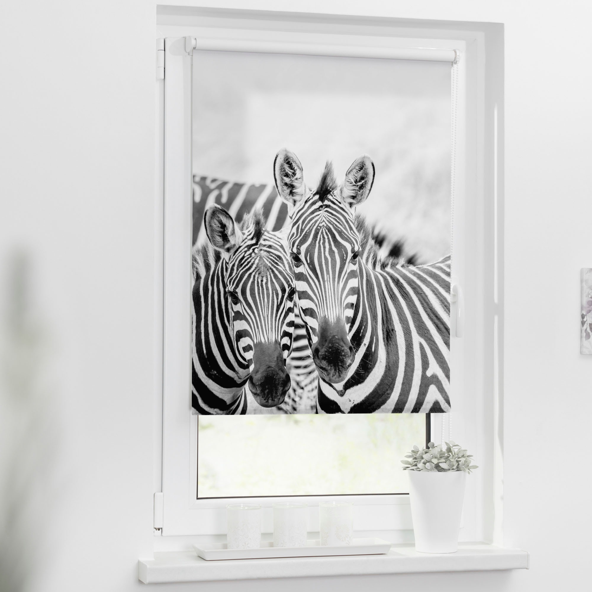 LICHTBLICK ORIGINAL Seitenzugrollo »Klemmfix Motiv ohne BAUR Bohren, | Zebra«, bedruckt Lichtschutz, freihängend