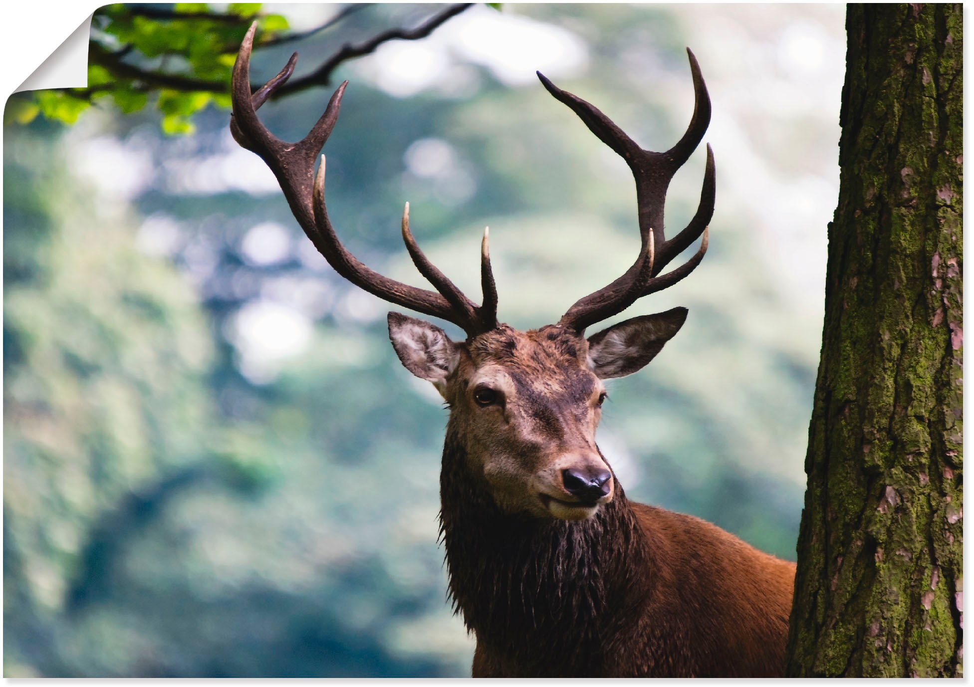 Reinders! Poster »Hirsch im Wald«, (1 St.) kaufen | BAUR