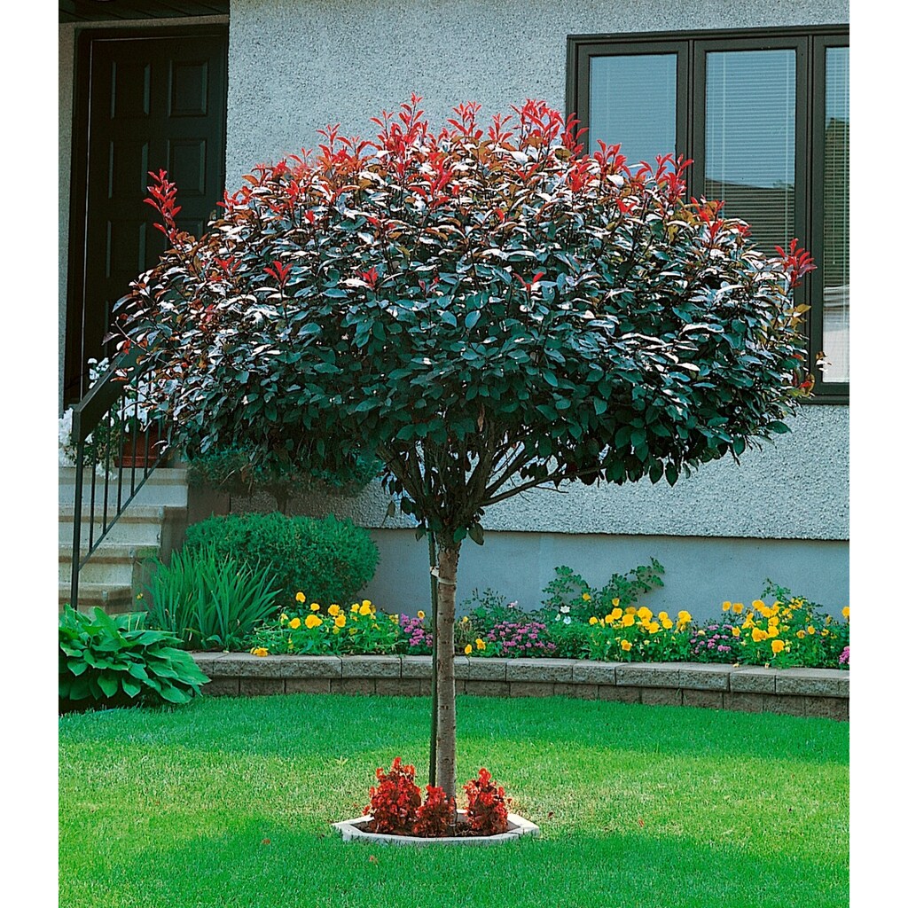 BCM Gehölze »Zwerg-Blutpflaume«, (1 St.), Höhe: 60-80 cm, 1 Pflanze