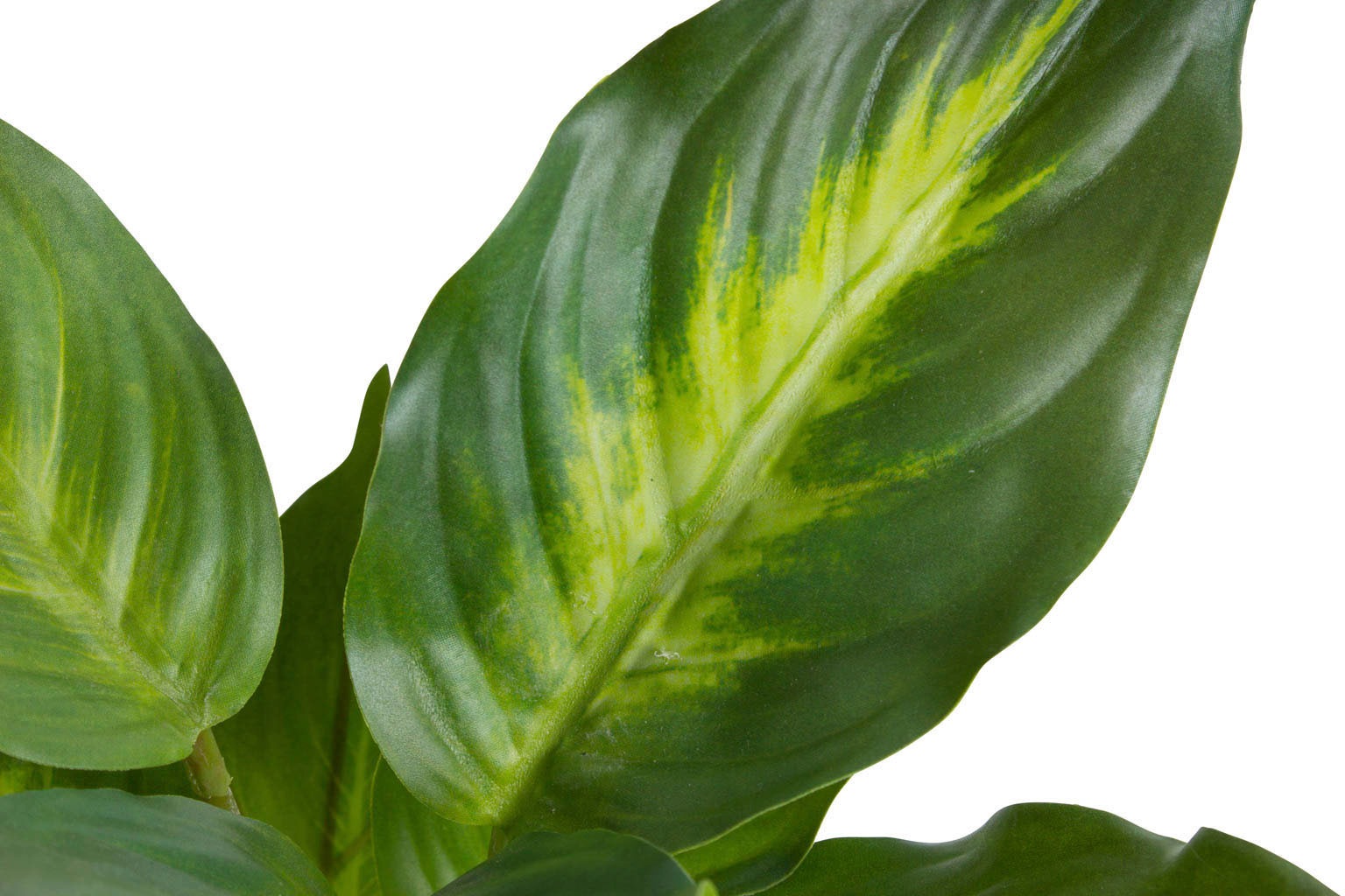 Botanic-Haus Künstliche Zimmerpflanze "Dieffenbachia Camila" günstig online kaufen