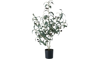 BOLTZE Kunstbaum »Dekobaum Olivenbaum«, (1 St.) kaufen