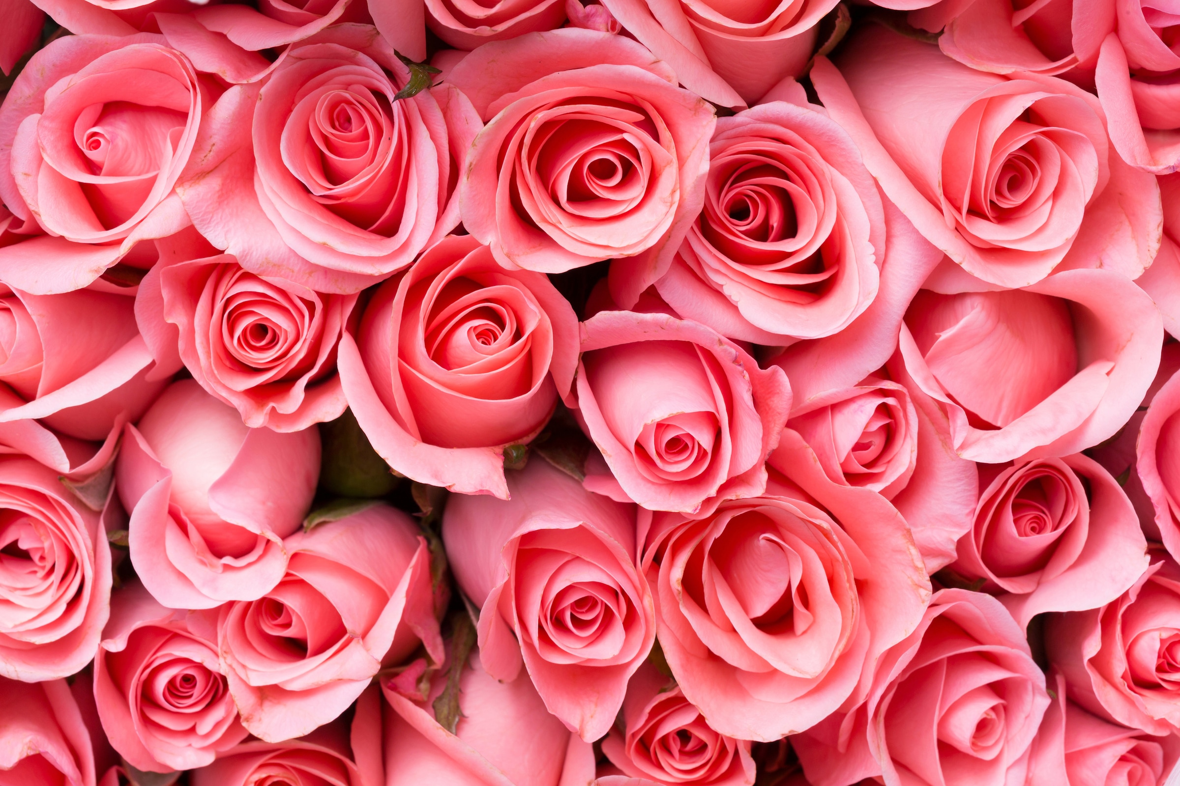 Papermoon Fototapete "Pink Rose Flowers" glatt