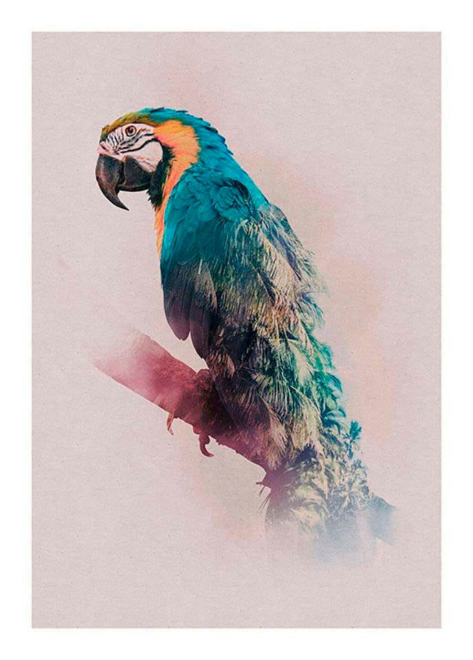 »Animals Tiere, Schlafzimmer, Wohnzimmer Kinderzimmer, BAUR Komar (1 | St.), Paradise Parrot«, Poster