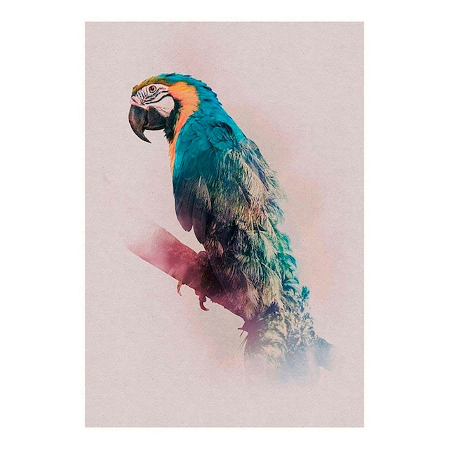 Komar Poster »Animals Paradise Parrot«, Tiere, (1 St.), Kinderzimmer,  Schlafzimmer, Wohnzimmer | BAUR