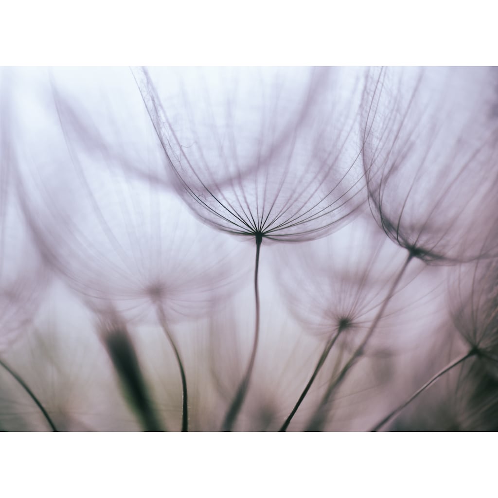 Papermoon Fototapete »Purple Abstract Dandelion«