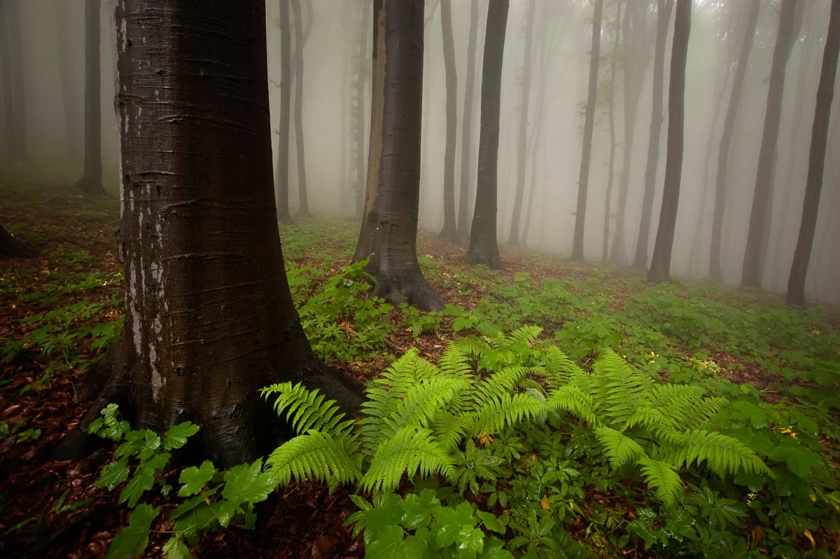 Papermoon Fototapetas »Mystischer Wald«