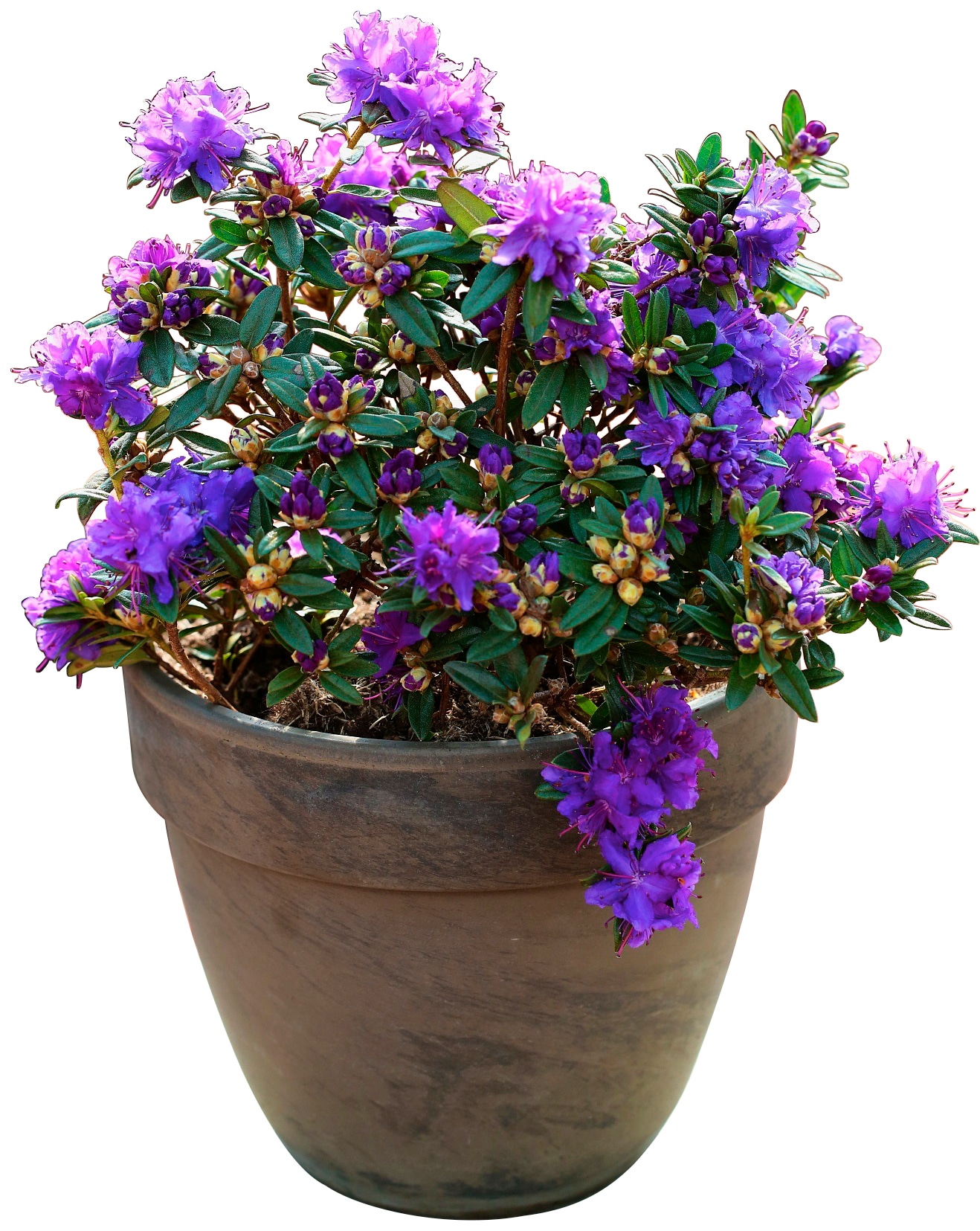 BCM Hecken »Zwerg-Rhododendron 'Maggie'«, (1 St.), Höhe: 20 cm, 1 Pflanze kaufen